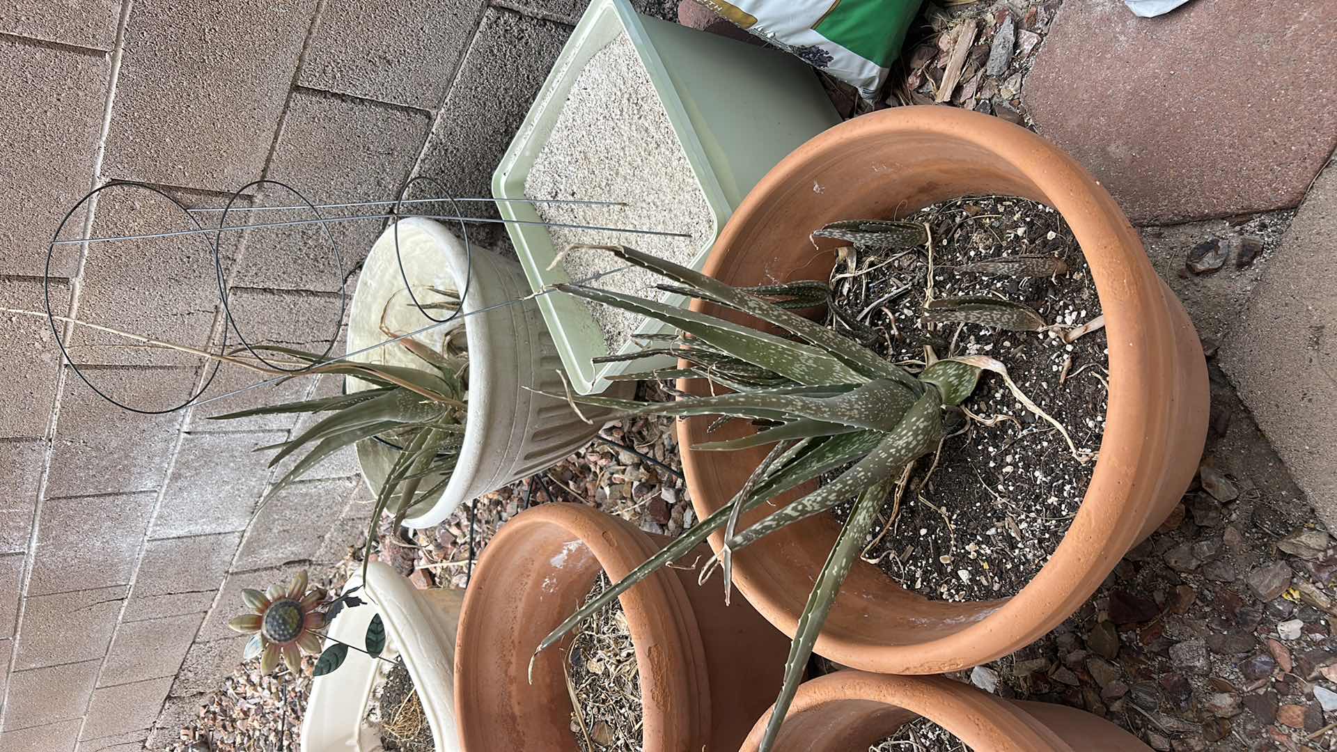 Photo 1 of 5 OUTDOOR POTS H14”, 3 ALOE PLANTS, POTTING MIX