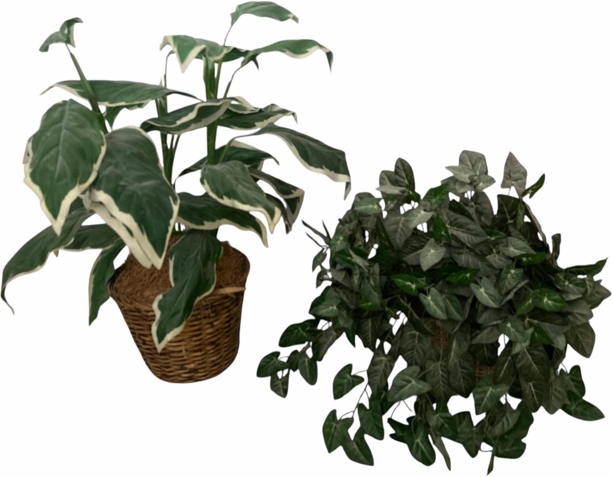 Photo 1 of FAUX GREENERY IN WICKER BASKETS (TALLEST H 32”)