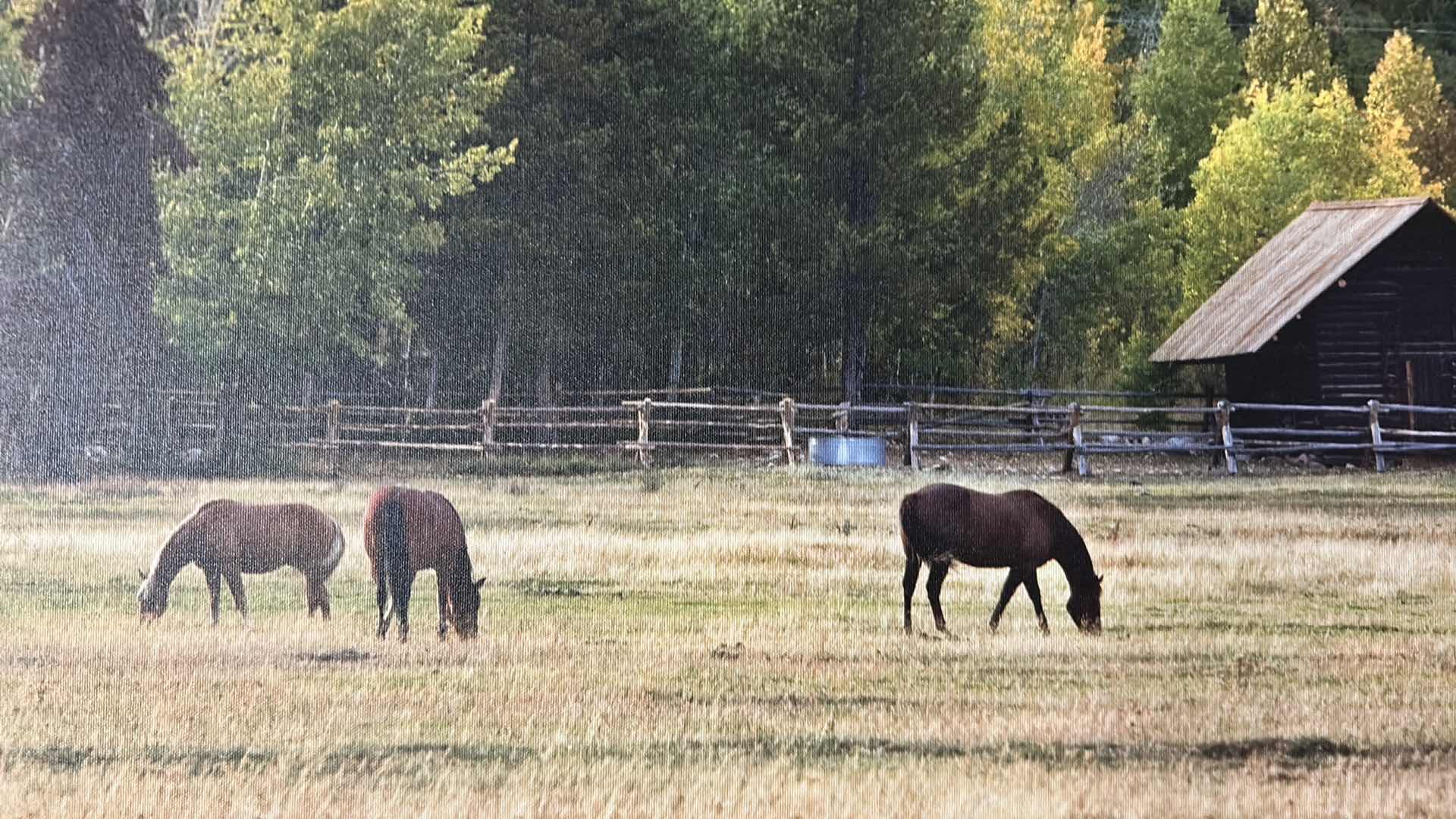 Photo 1 of UNFRAMED "HORSES AND FALL COLOR IN JACKSON HOLE " WALL ART30" X 24"