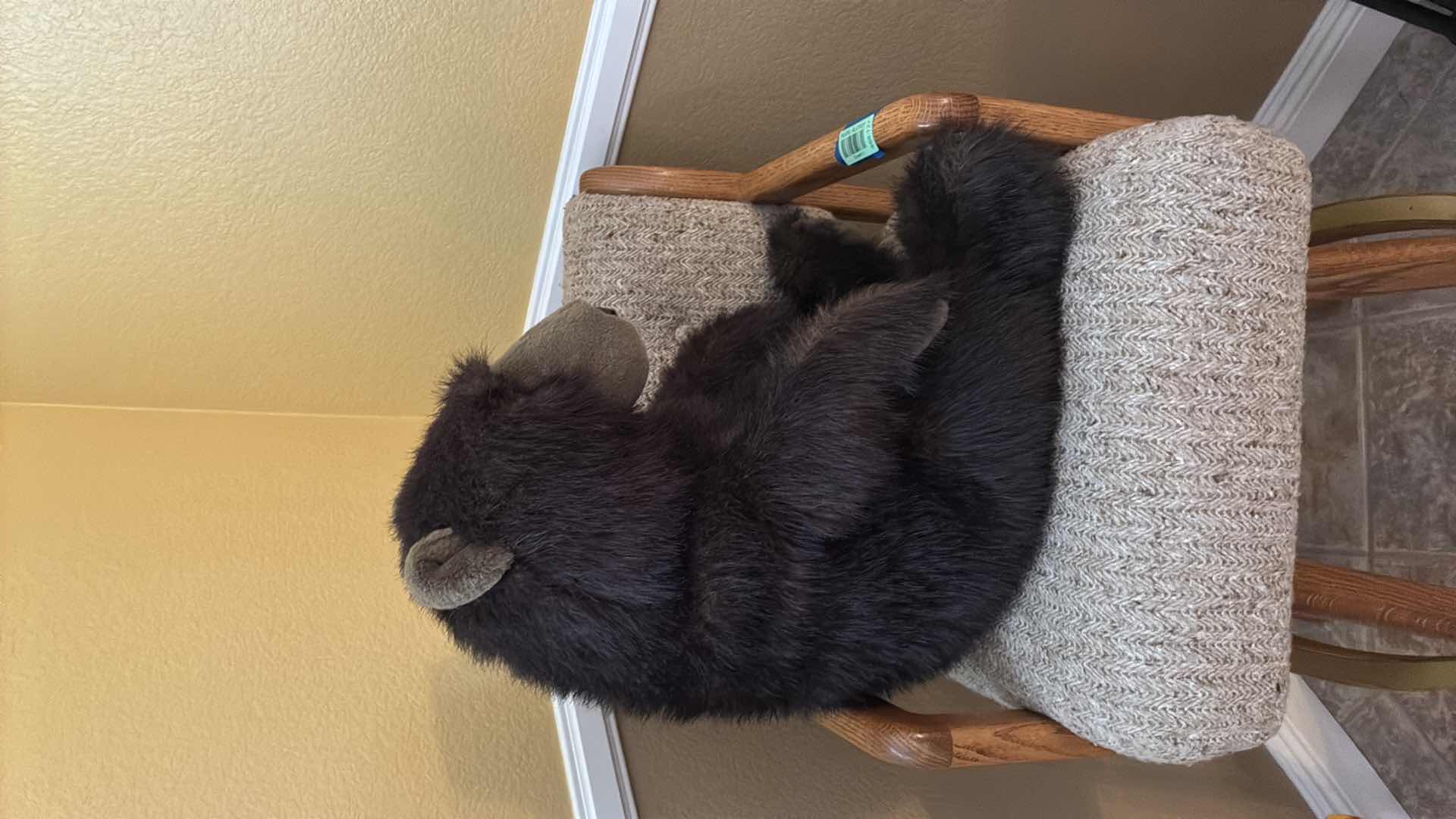 Photo 1 of COLLECTABLE PLUSH BEAR H20”