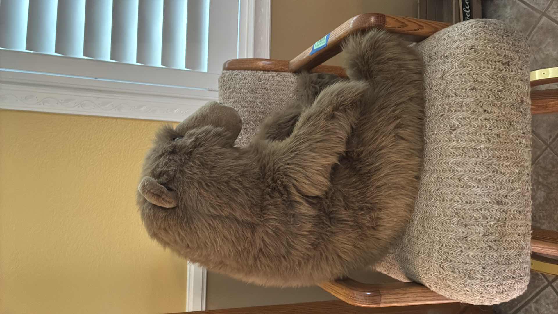 Photo 1 of COLLECTABLE PLUSH BEAR H20”