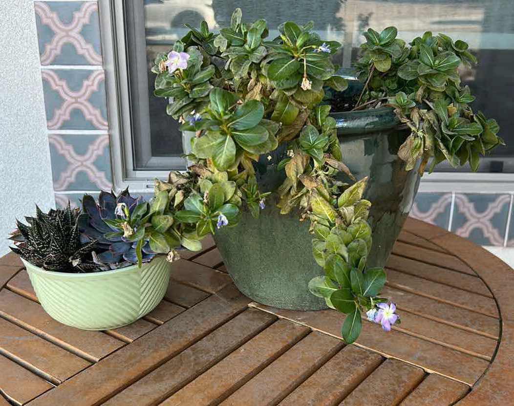 Photo 1 of 2- POTTED PLANTS