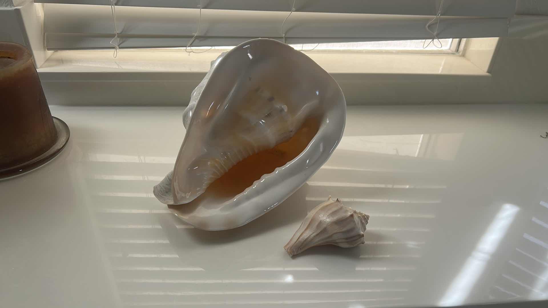 Photo 1 of 2 SHELLS (LARGEST 12” x H8”)