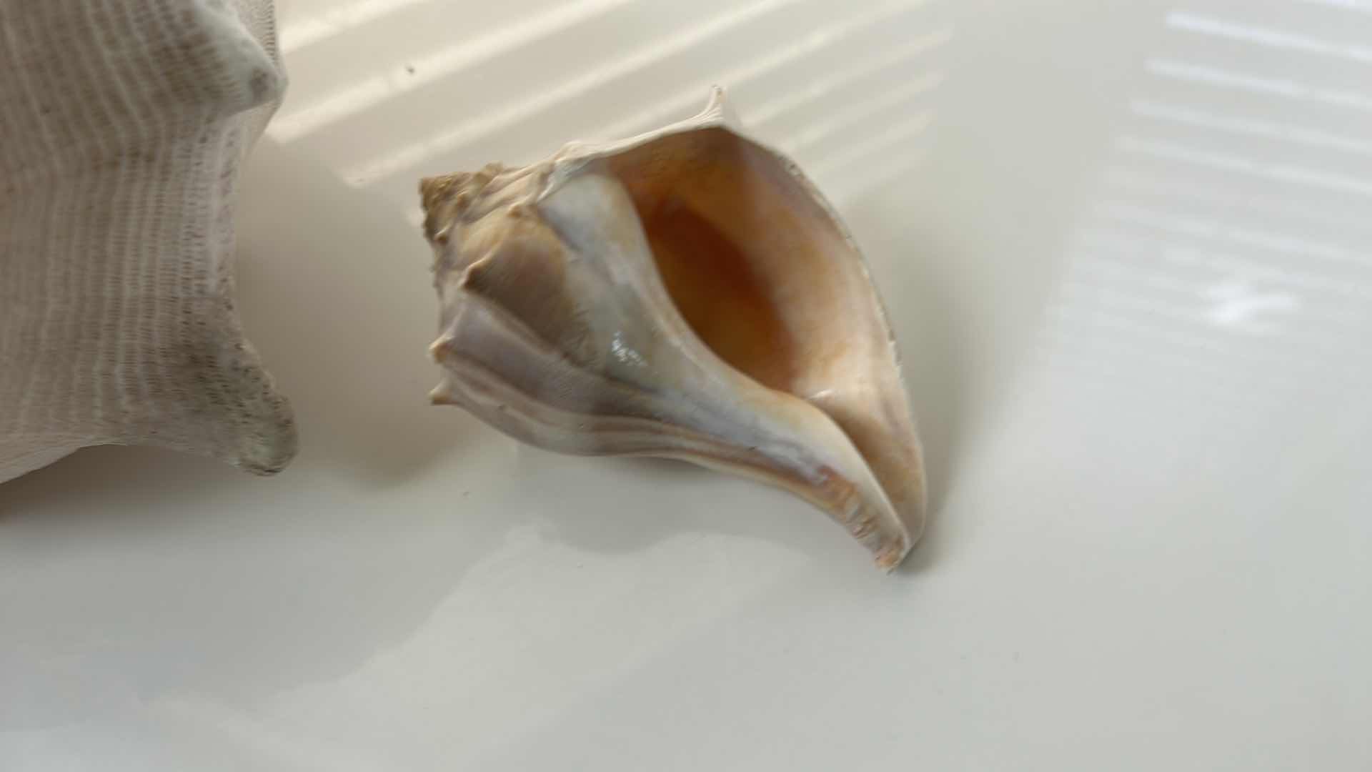 Photo 1 of 2 SHELLS (LARGEST 12” x H8”)