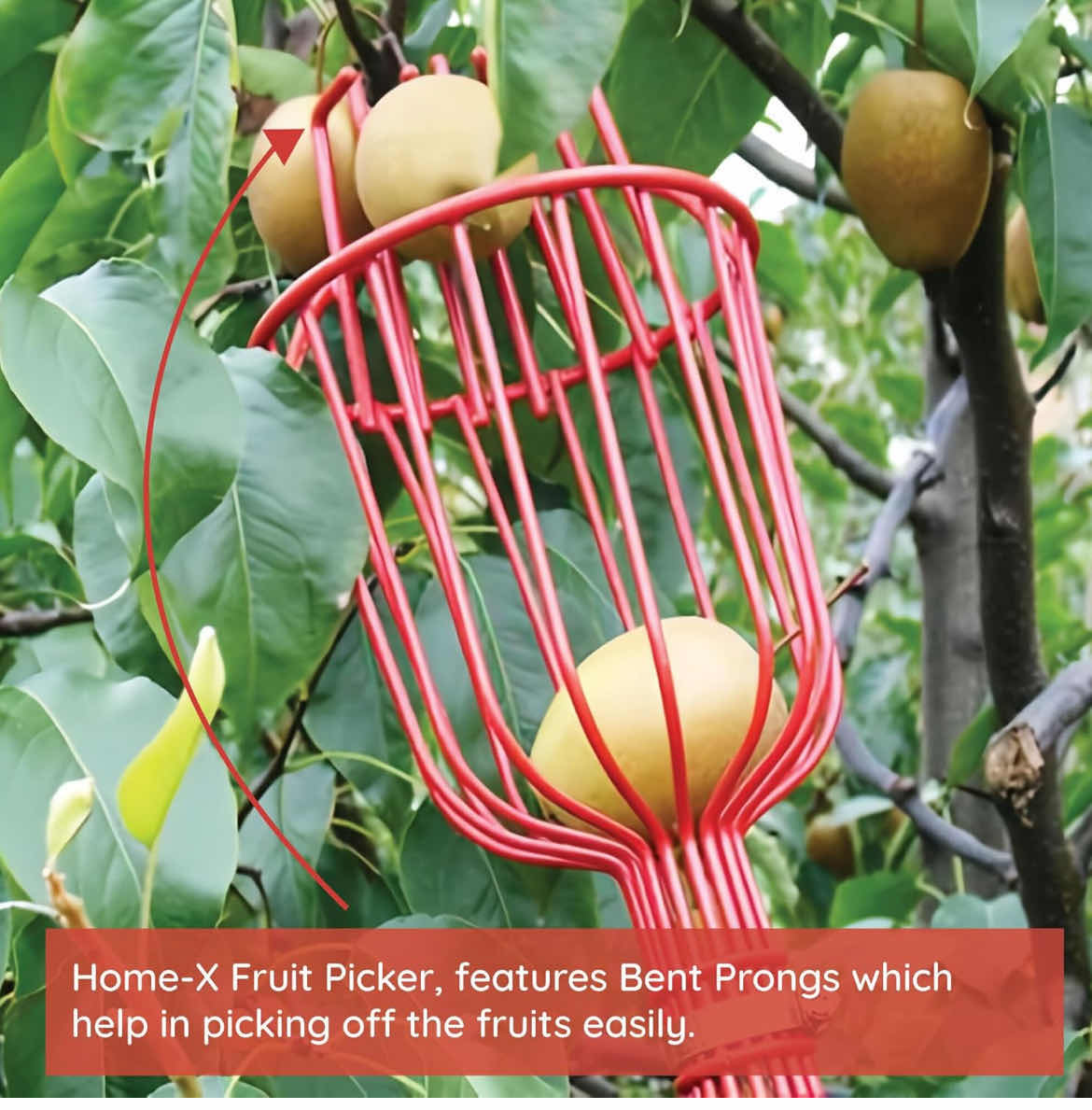 Photo 1 of 2- BRAND NEW HOME-X FRUIT PICKER BASKET - STURDY FRUIT TREE PICKER TOOL WITH ADJUSTABLE KNOB - APPLE PICKER FRUIT GRABBER REACH TOOL FOR ORANGE, AVOCADO , PEACH, PEAR AND LEMON (POLE NOT INCLUDED)
