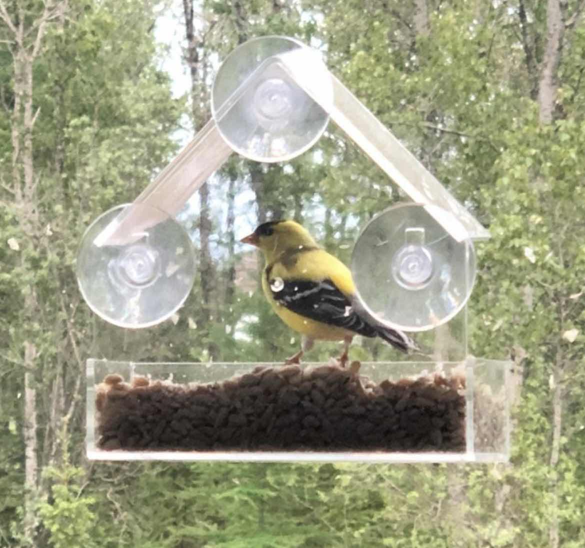 Photo 1 of CASE OF 24 HOME-X WINDOW BIRD FEEDER HOUSE WITH EXTRA STRONG SUCTION CUPS CLEAR BIRD SEED HOLDER