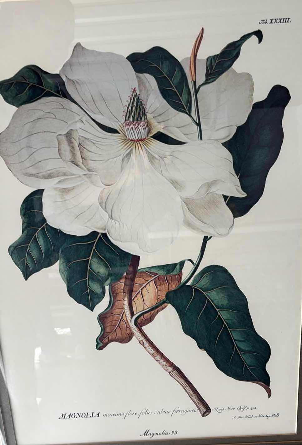 Photo 1 of FRAMED ART MAGNOLIA PRINT 27”X2”x34”H