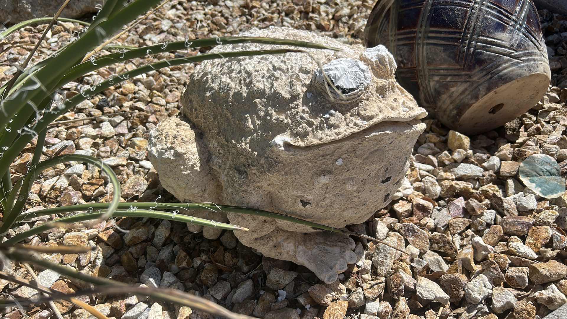 Photo 1 of CHUNKY OUTDOOR CERAMIC BULLFROG 16” x 11”