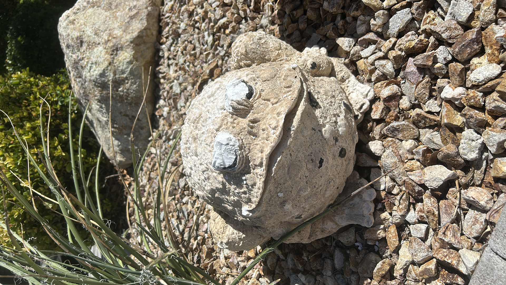 Photo 1 of CHUNKY OUTDOOR CERAMIC BULLFROG 16” x 11”