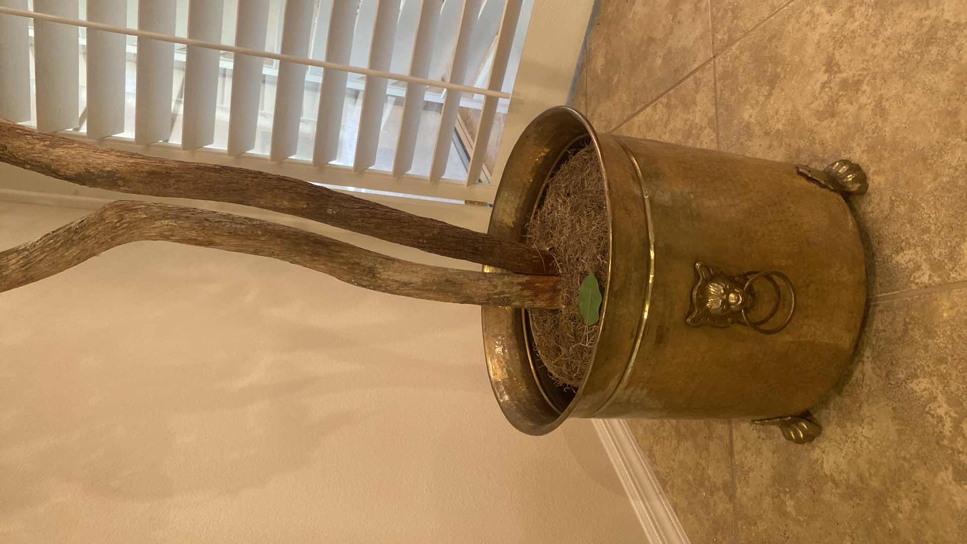 Photo 1 of FAUX FICUS TREE IN HAMMERED METAL POT 8’