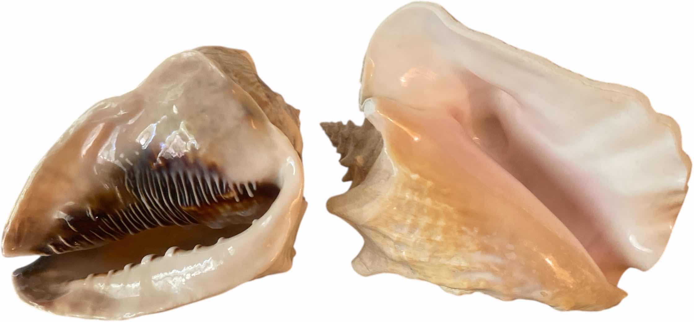 Photo 1 of 2-SEA SHELLS LARGEST 8”