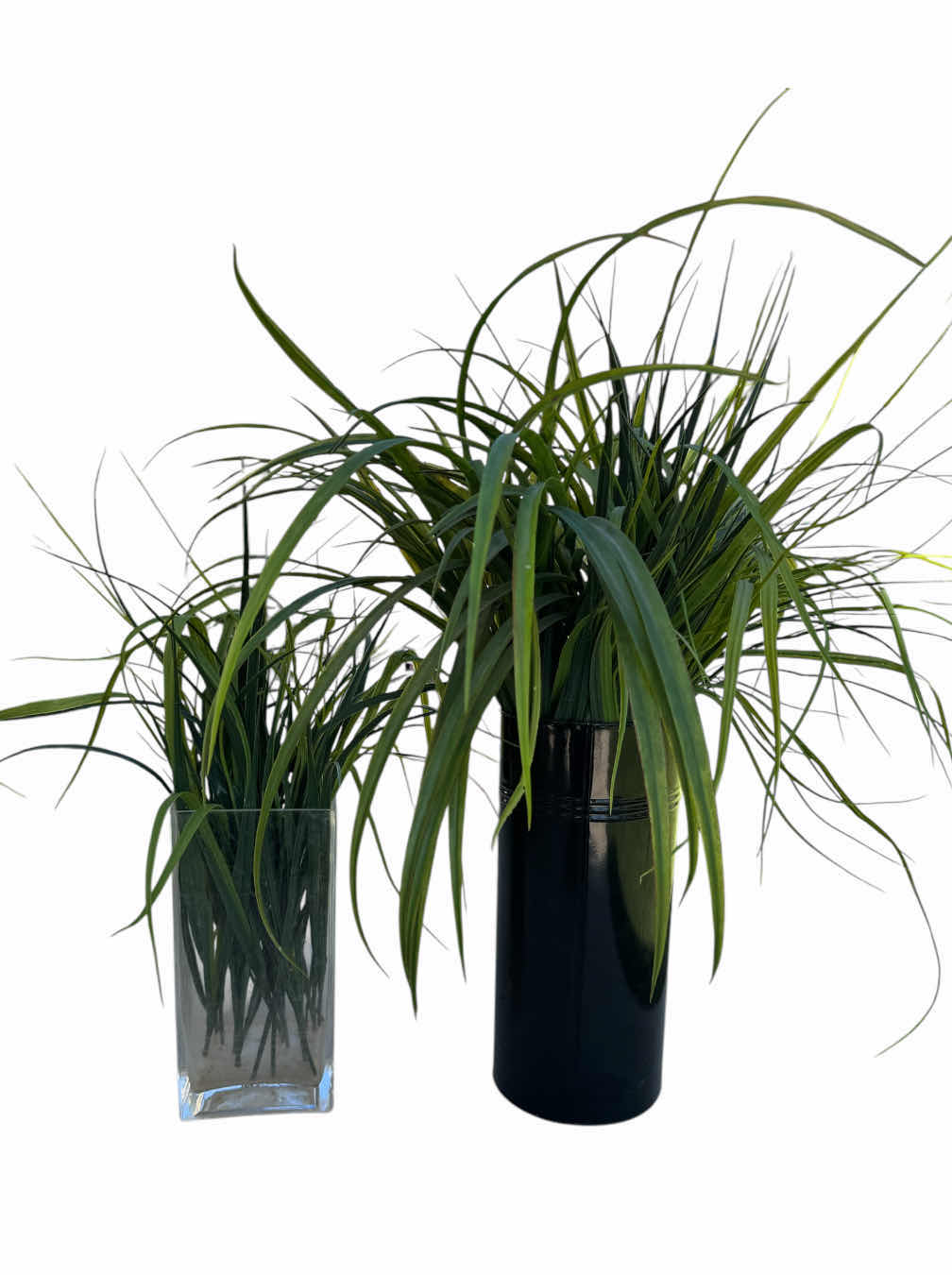 Photo 1 of 2- DECORATIVE INDOOR/OUTDOOR PLANTS, 

CLEAR VASE PLANT 
H12”

BLACK VASE PLANT
H16”