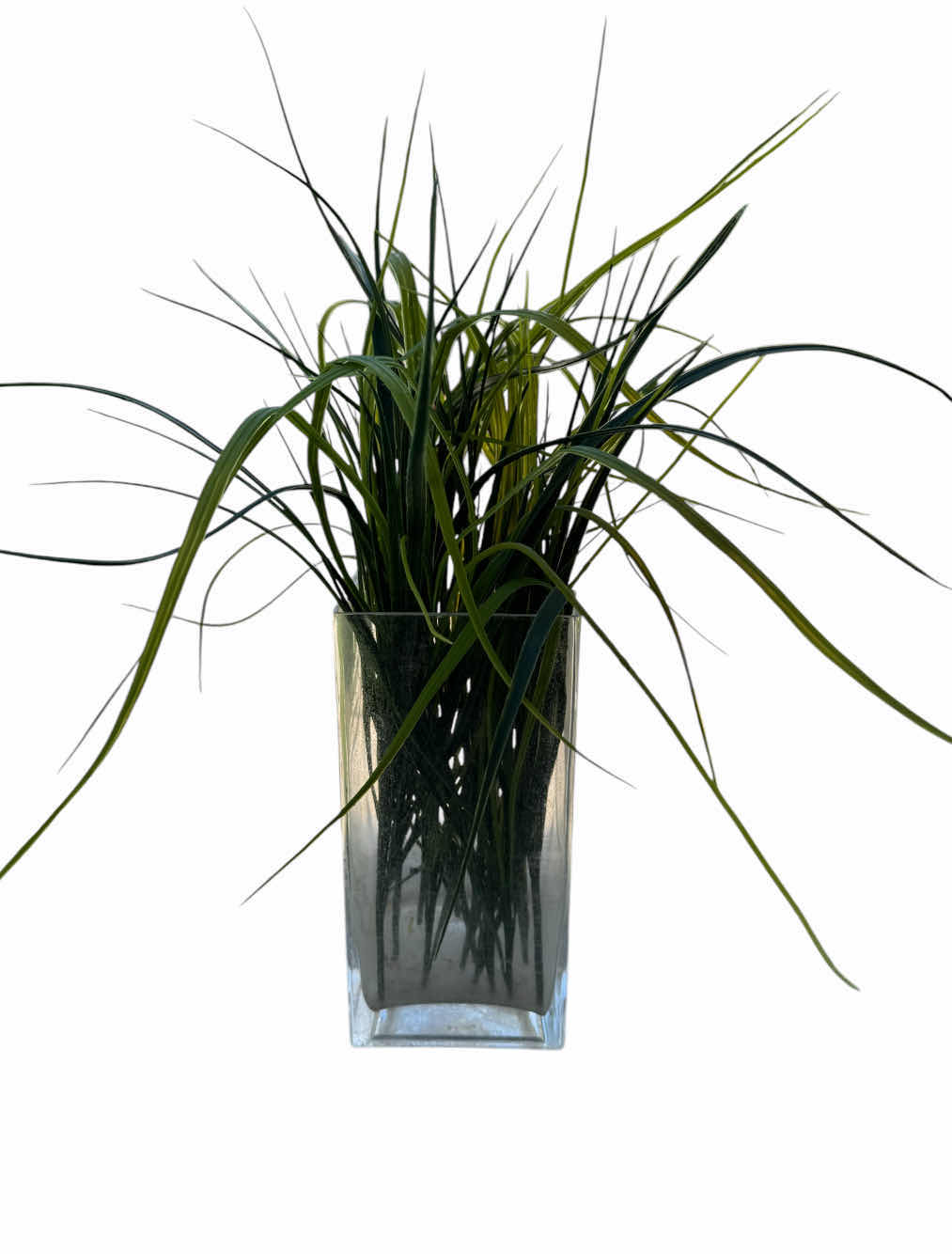 Photo 1 of 2- DECORATIVE INDOOR/OUTDOOR PLANTS, 

CLEAR VASE PLANT 
H12”

BLACK VASE PLANT
H16”
