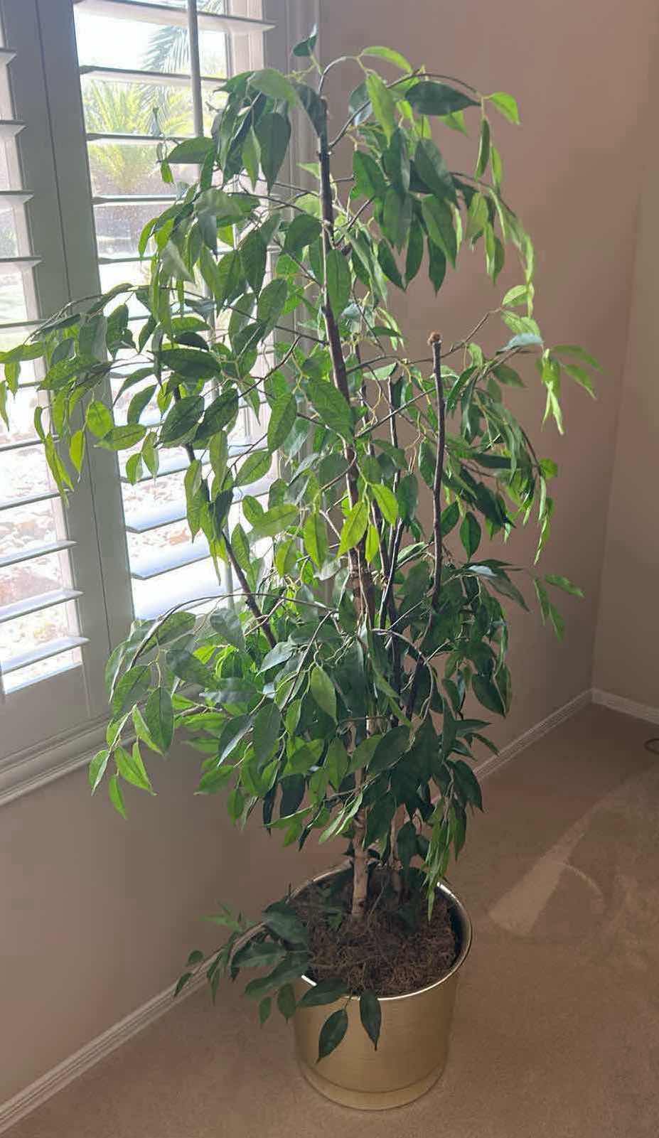 Photo 1 of 5FT FAUX PLANT IN POT