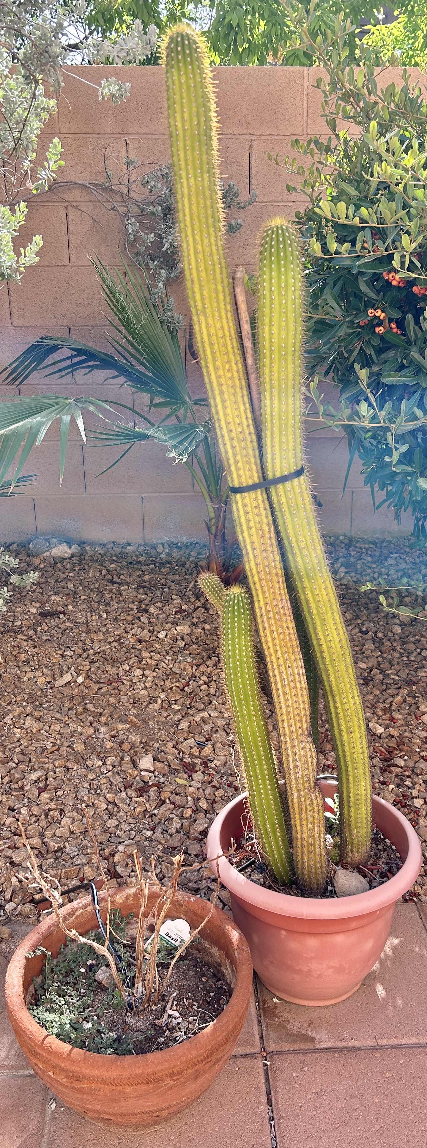 Photo 1 of 2 OUTDOOR POTS, ONE WITH LIVE CACTUS H53”