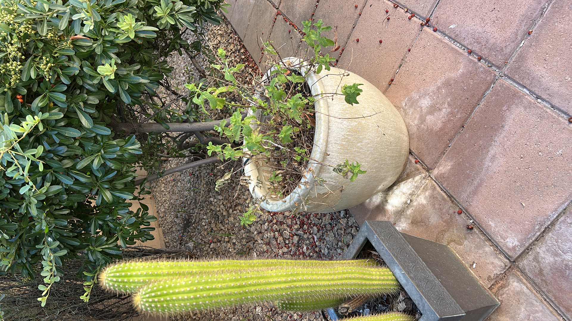 Photo 1 of 3 OUTDOOR POTS, ONE WITH LIVE CACTUS H34”