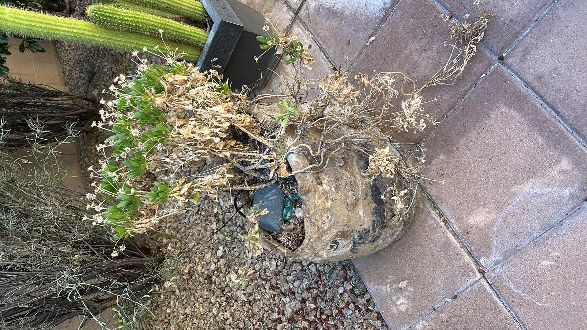 Photo 1 of 3 OUTDOOR POTS, ONE WITH LIVE CACTUS H34”