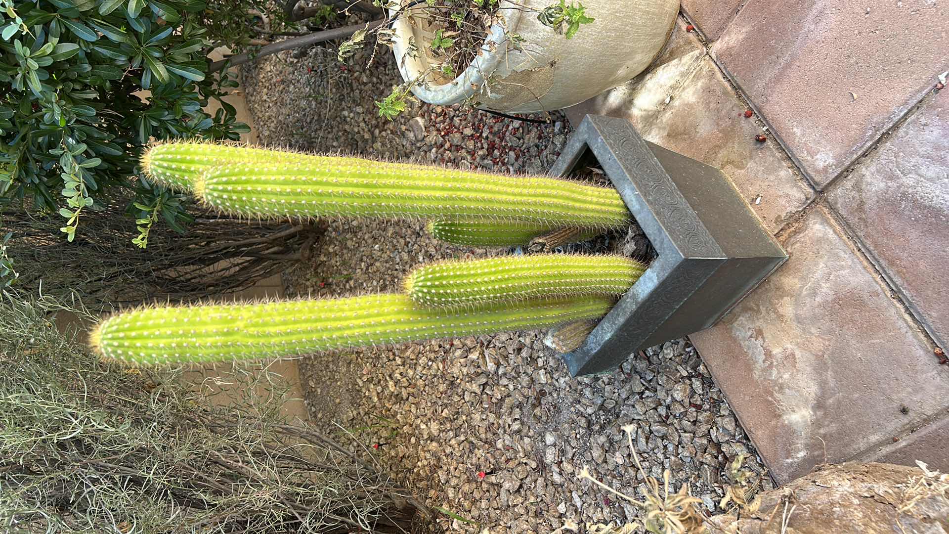 Photo 1 of 3 OUTDOOR POTS, ONE WITH LIVE CACTUS H34”