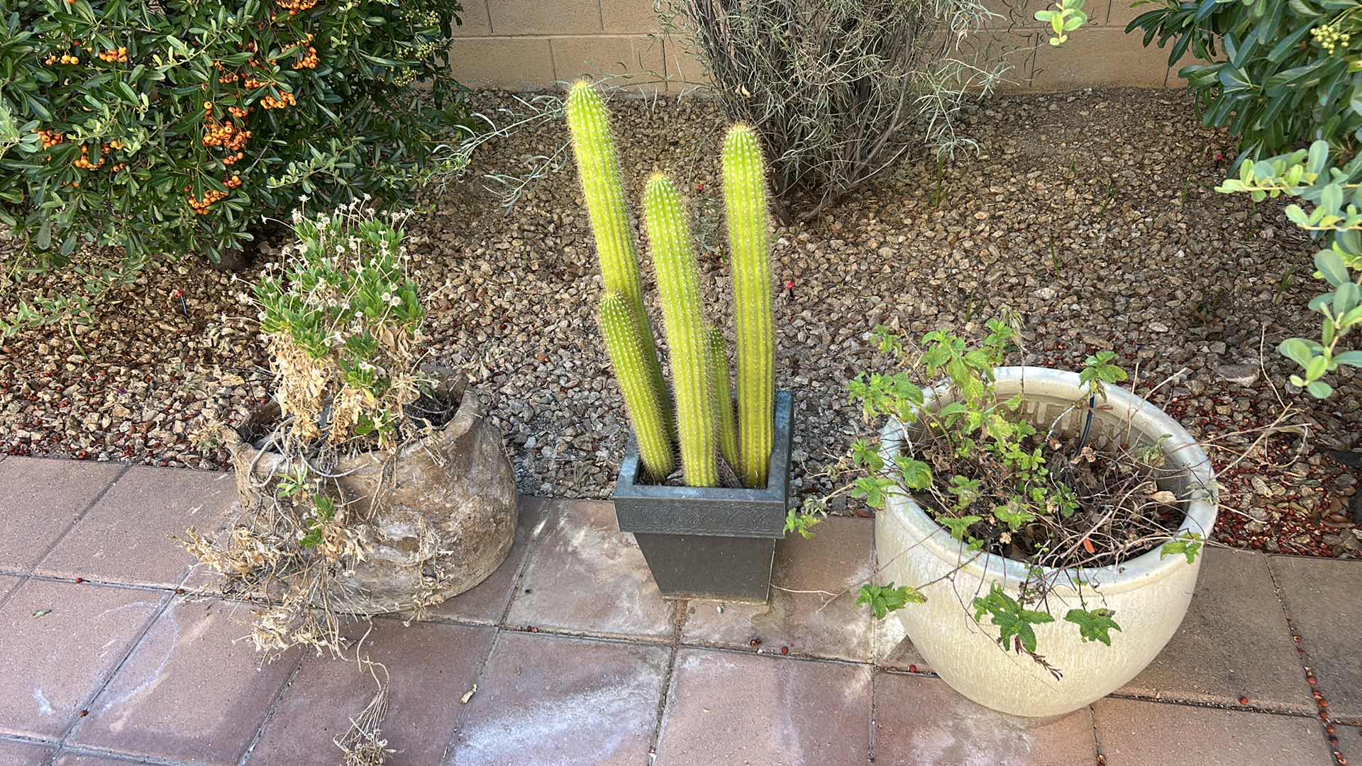 Photo 1 of 3 OUTDOOR POTS, ONE WITH LIVE CACTUS H34”