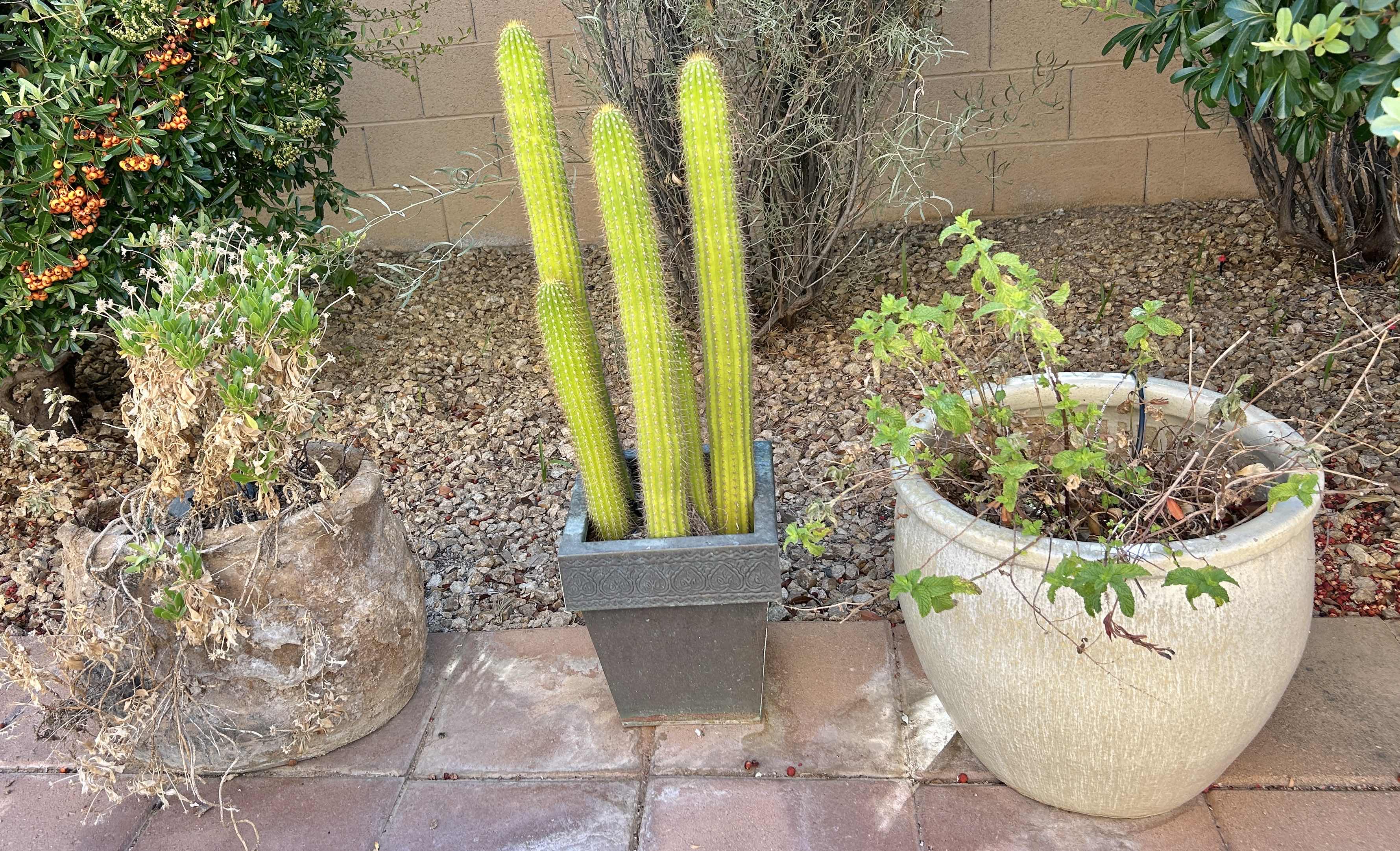 Photo 1 of 3 OUTDOOR POTS, ONE WITH LIVE CACTUS H34”