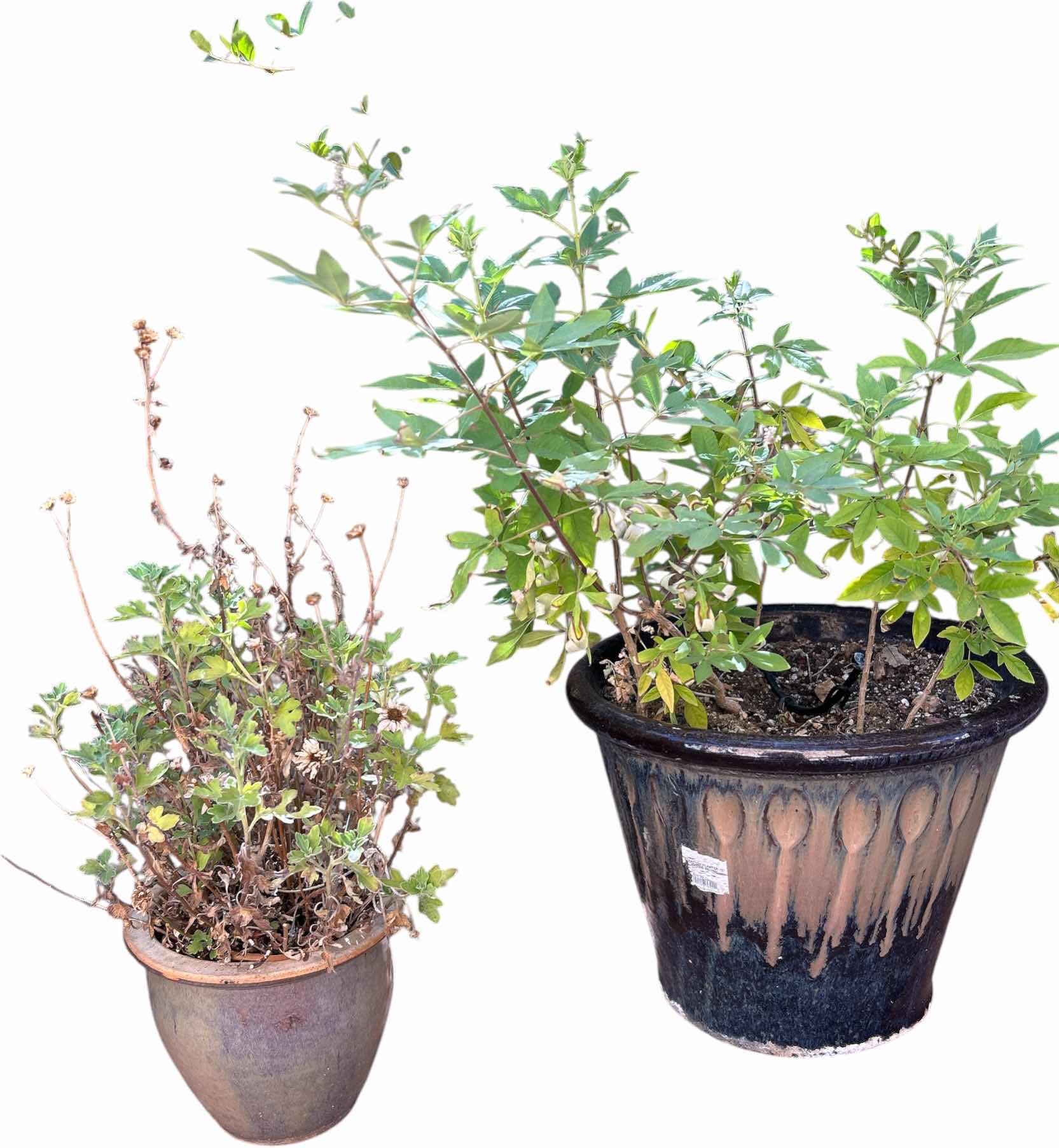 Photo 1 of 2 POTTED LIVE PLANTS (TALLEST H29”)