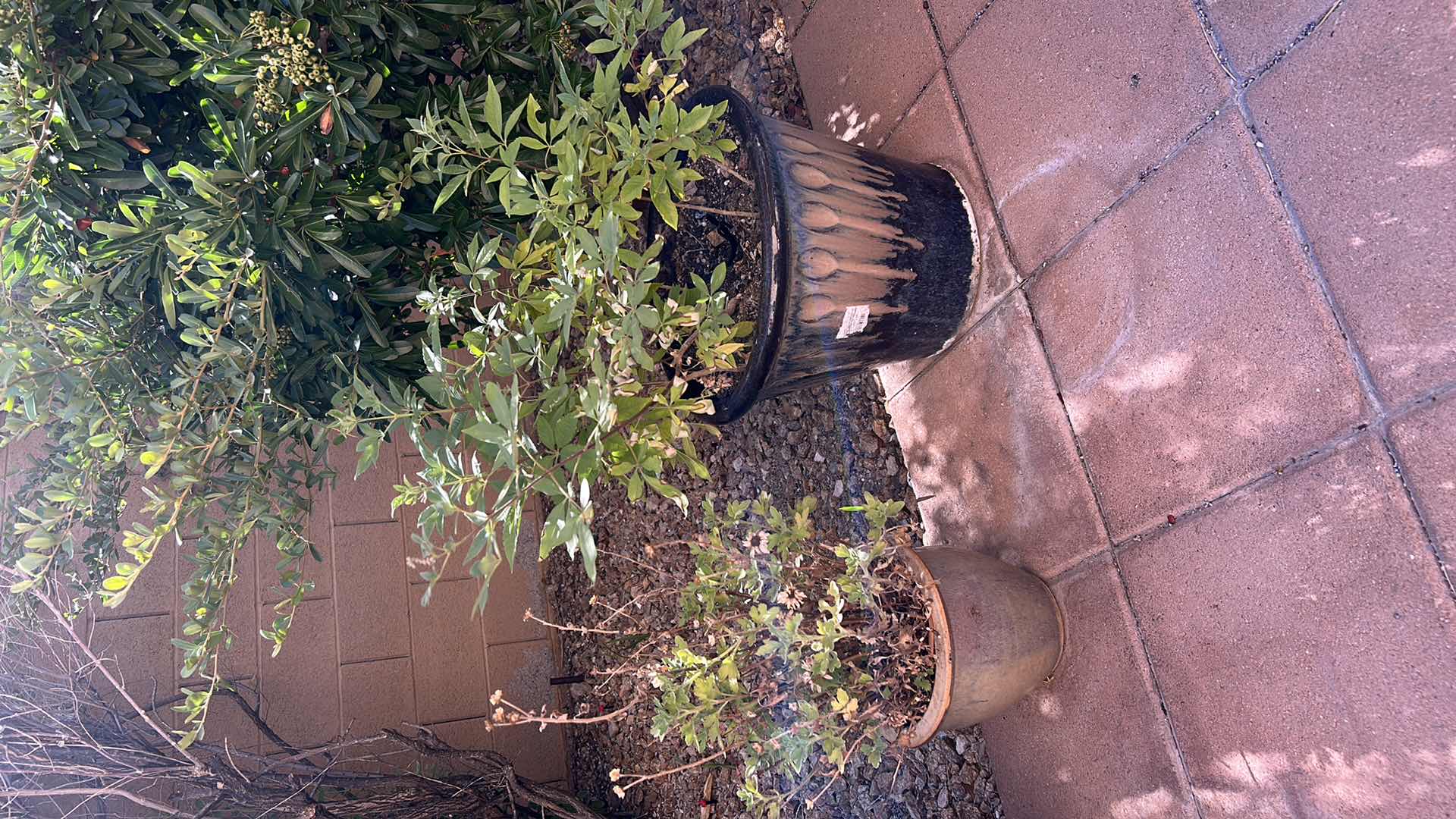 Photo 1 of 2 POTTED LIVE PLANTS (TALLEST H29”)