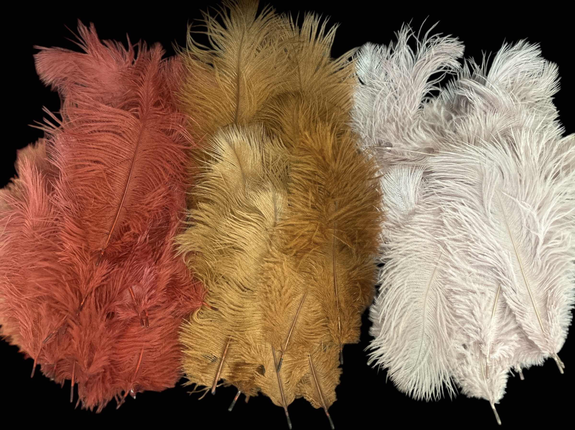 Photo 1 of FEATHER ASSORTMENT