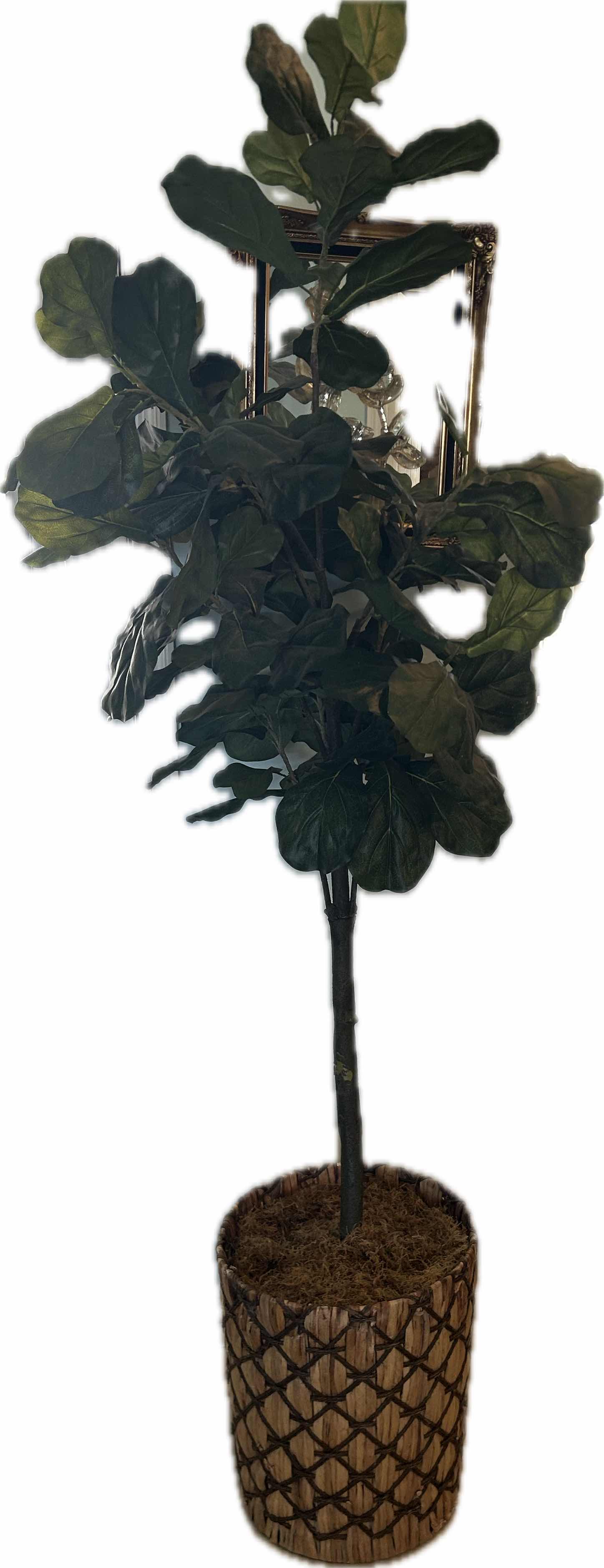 Photo 1 of FAUX FIDDLE LEAF FIG TREE IN BASKET H 7 FT