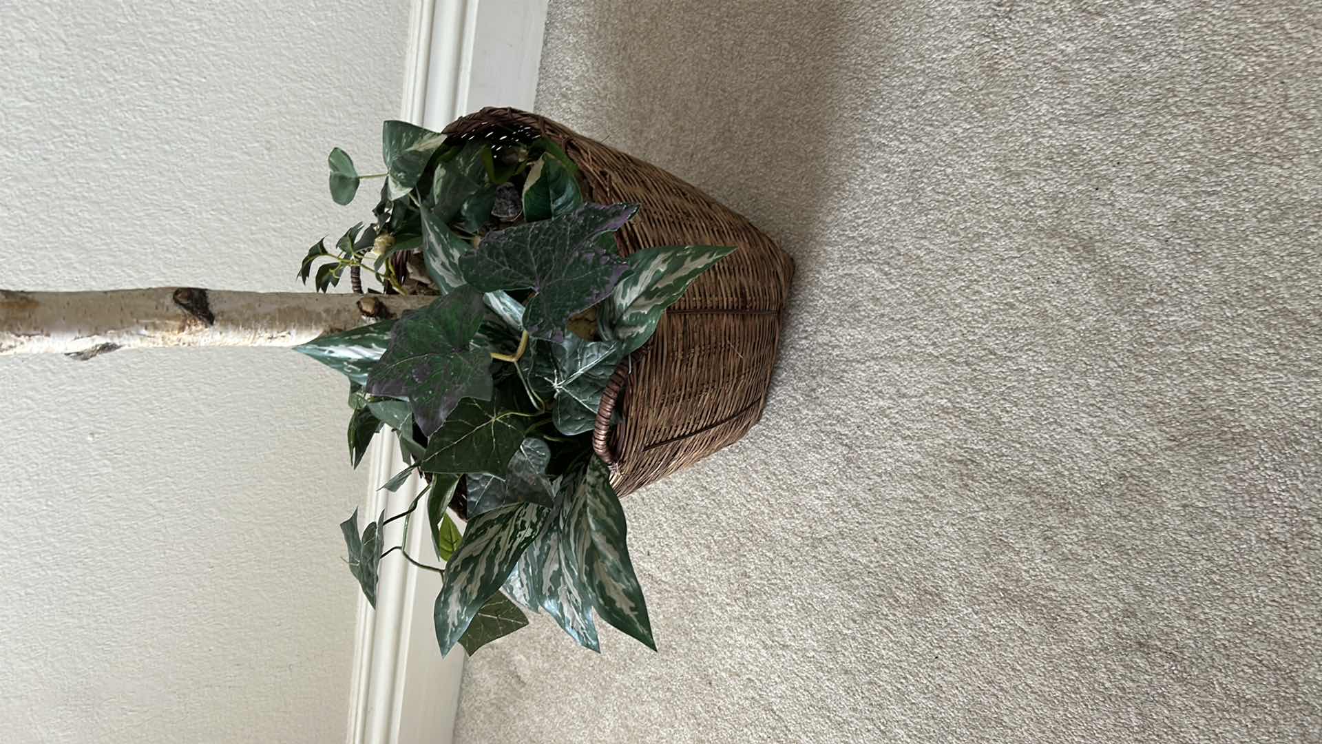 Photo 1 of FAUX FICUS TREE IN RATAN POT H 62"