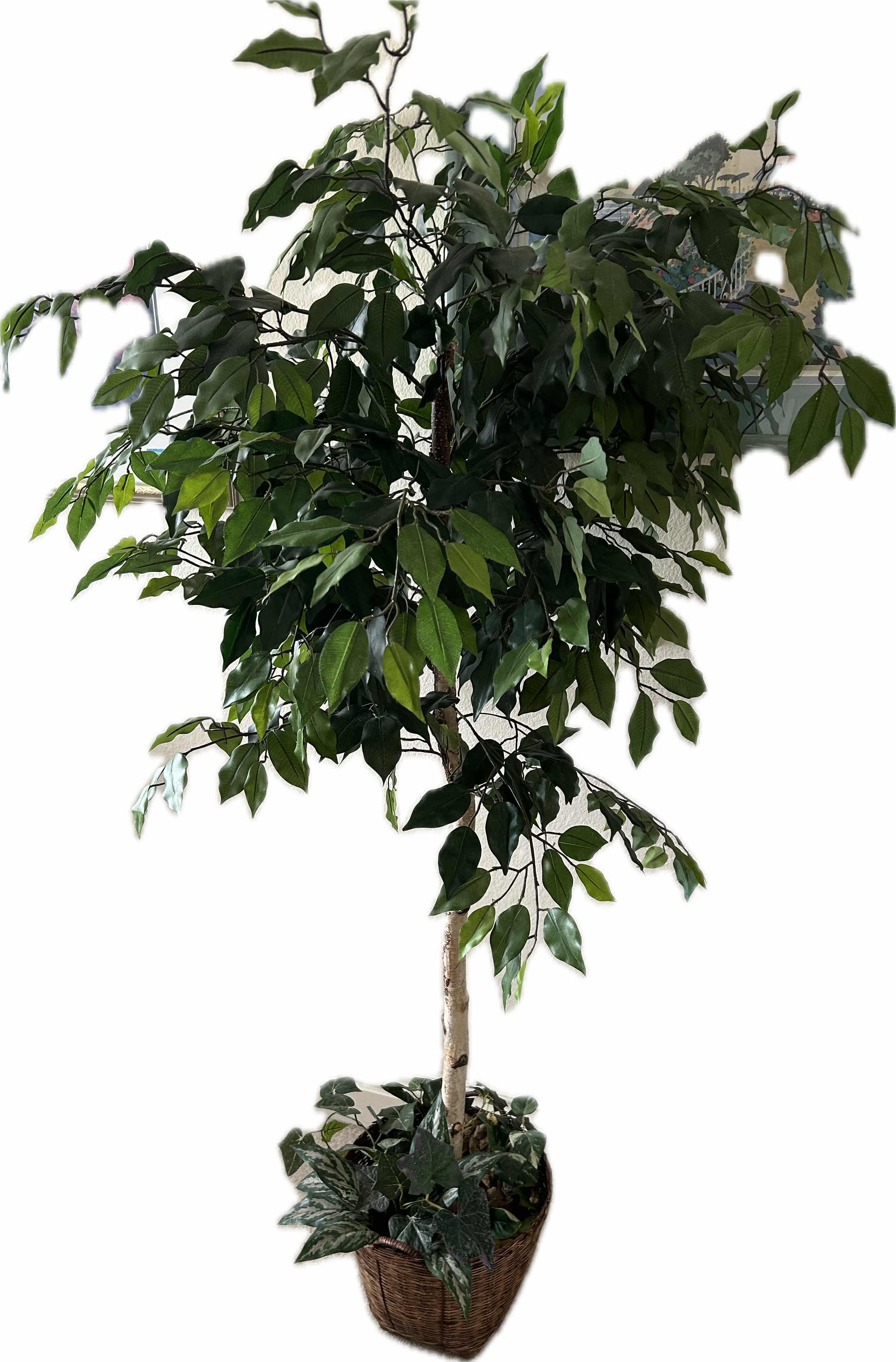 Photo 1 of FAUX FICUS TREE IN RATAN POT H 62"