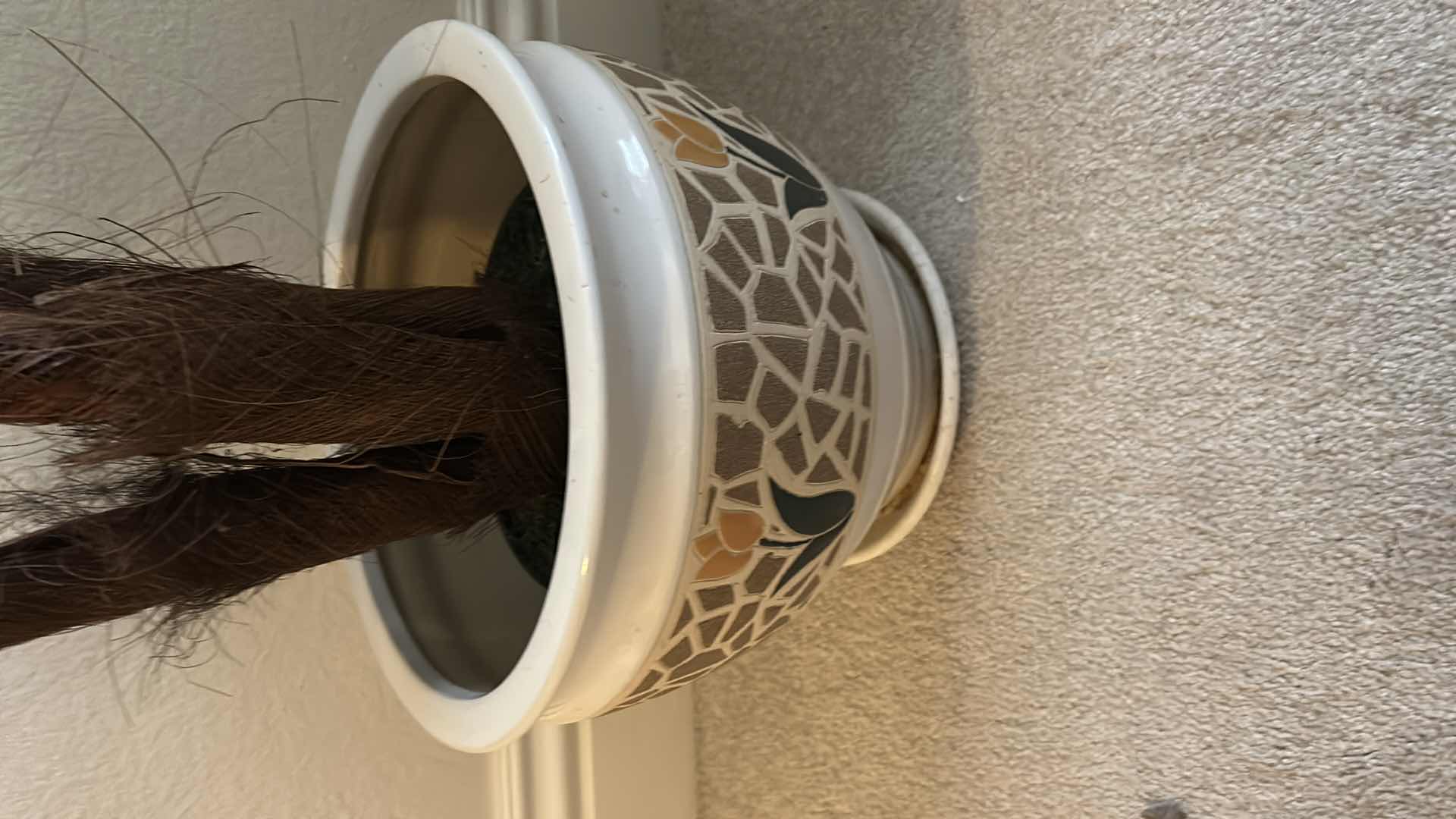 Photo 1 of FAUX MADAGASCAR TREE IN CERAMIC POT  H 49"