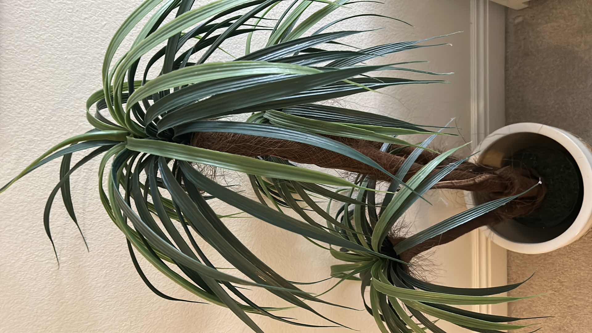 Photo 2 of FAUX MADAGASCAR TREE IN CERAMIC POT  H 49"