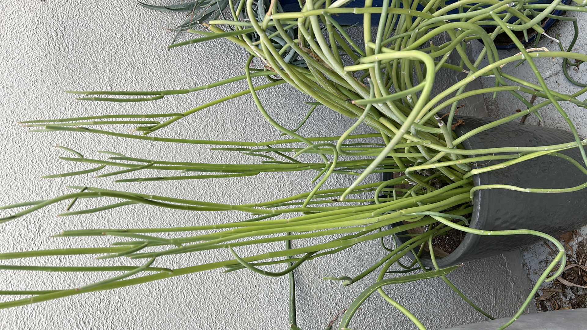 Photo 1 of CORKSCREW PLANT IN GREEN CERAMIC POT H 39"