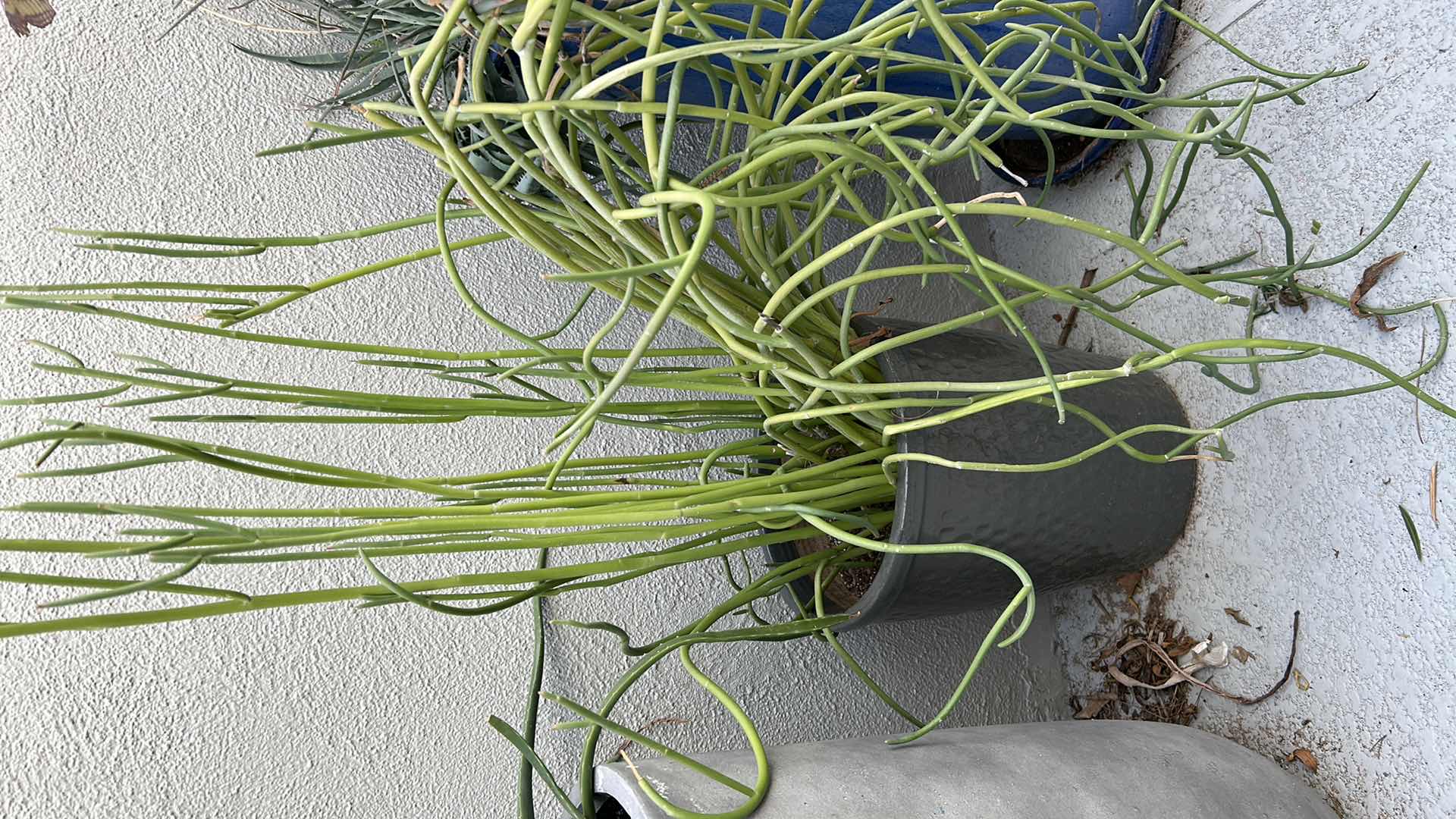 Photo 1 of CORKSCREW PLANT IN GREEN CERAMIC POT H 39"