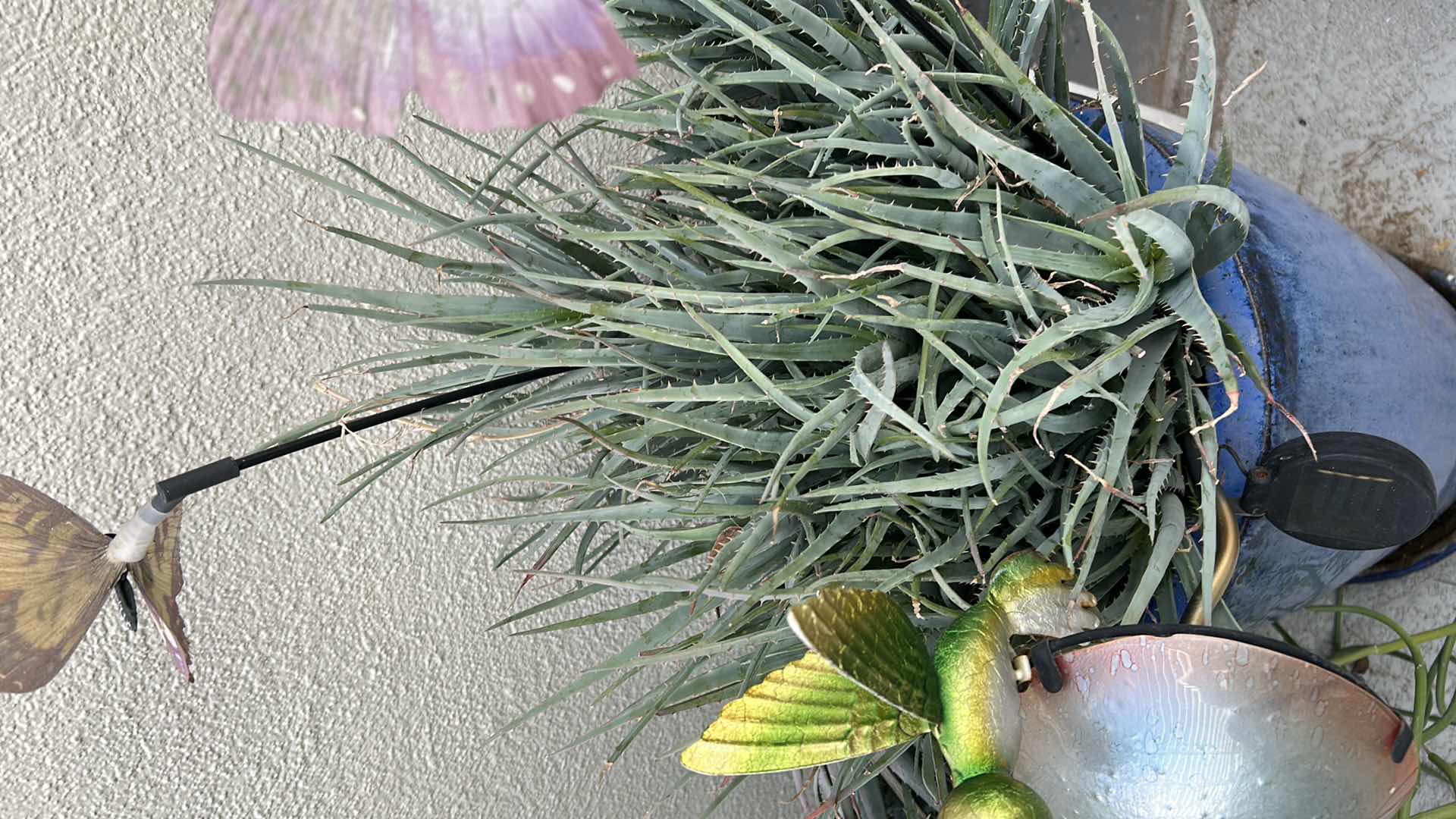 Photo 1 of BLUE CERAMIC POT W AIR PLANT H 39"