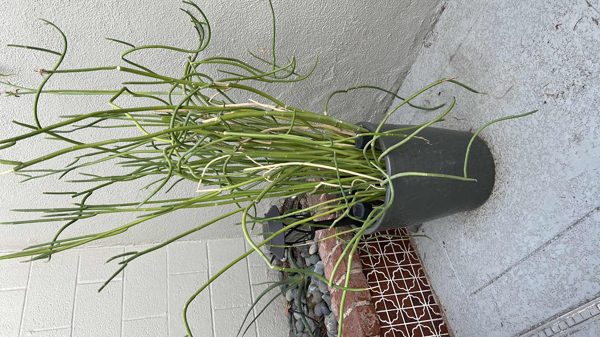 Photo 1 of CORKSCREW PLANT IN GREEN CERAMIC POT H 52"