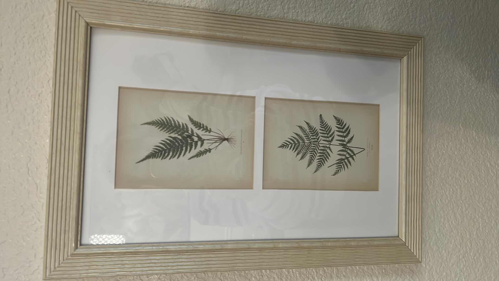 Photo 1 of 2-FRAMED BOTANICAL FERN PRINTS WALL ART 12" X 18"
