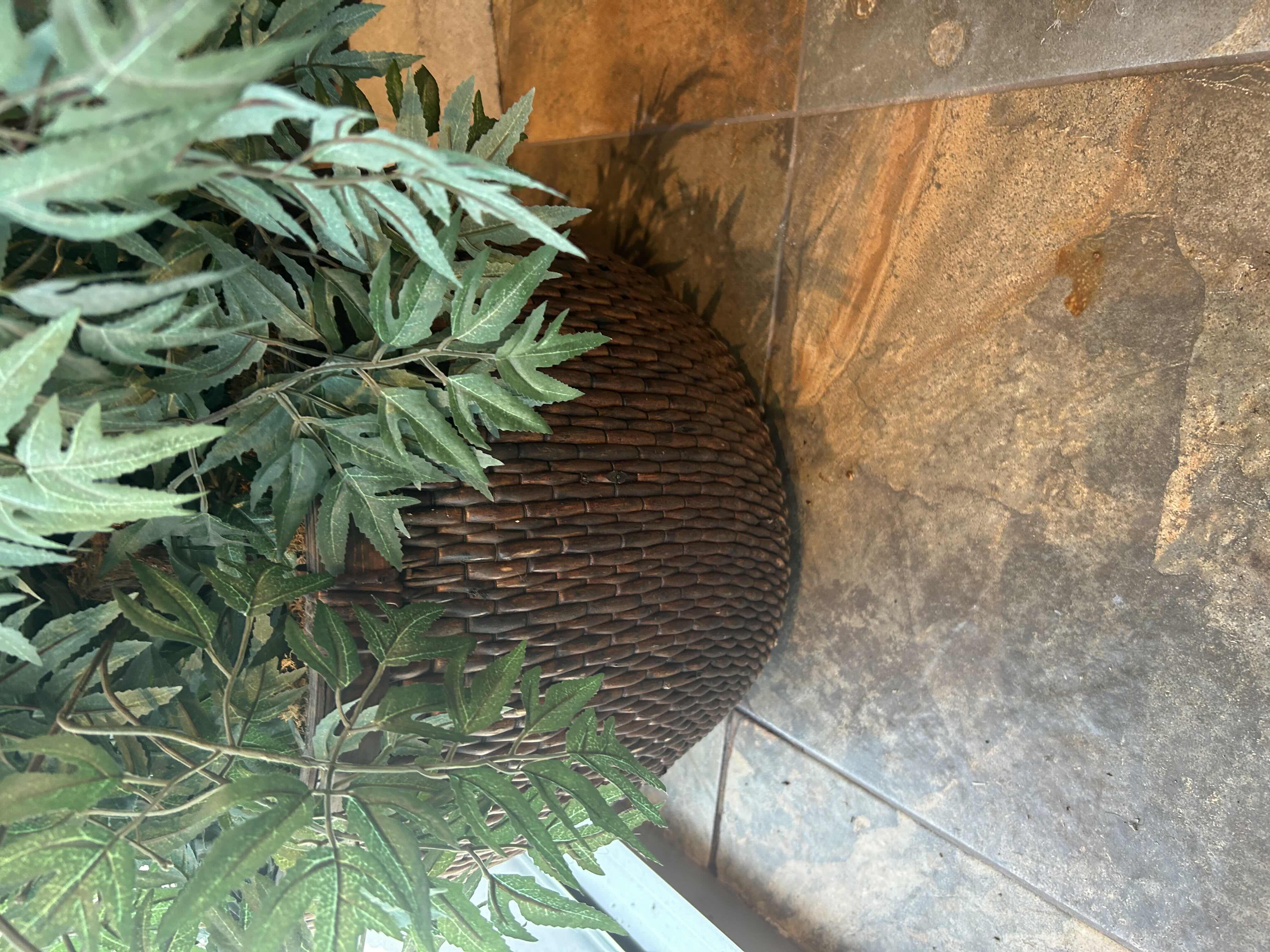 Photo 1 of 6.5' FAUX FICUS TREE IN RATTAN BASKET 