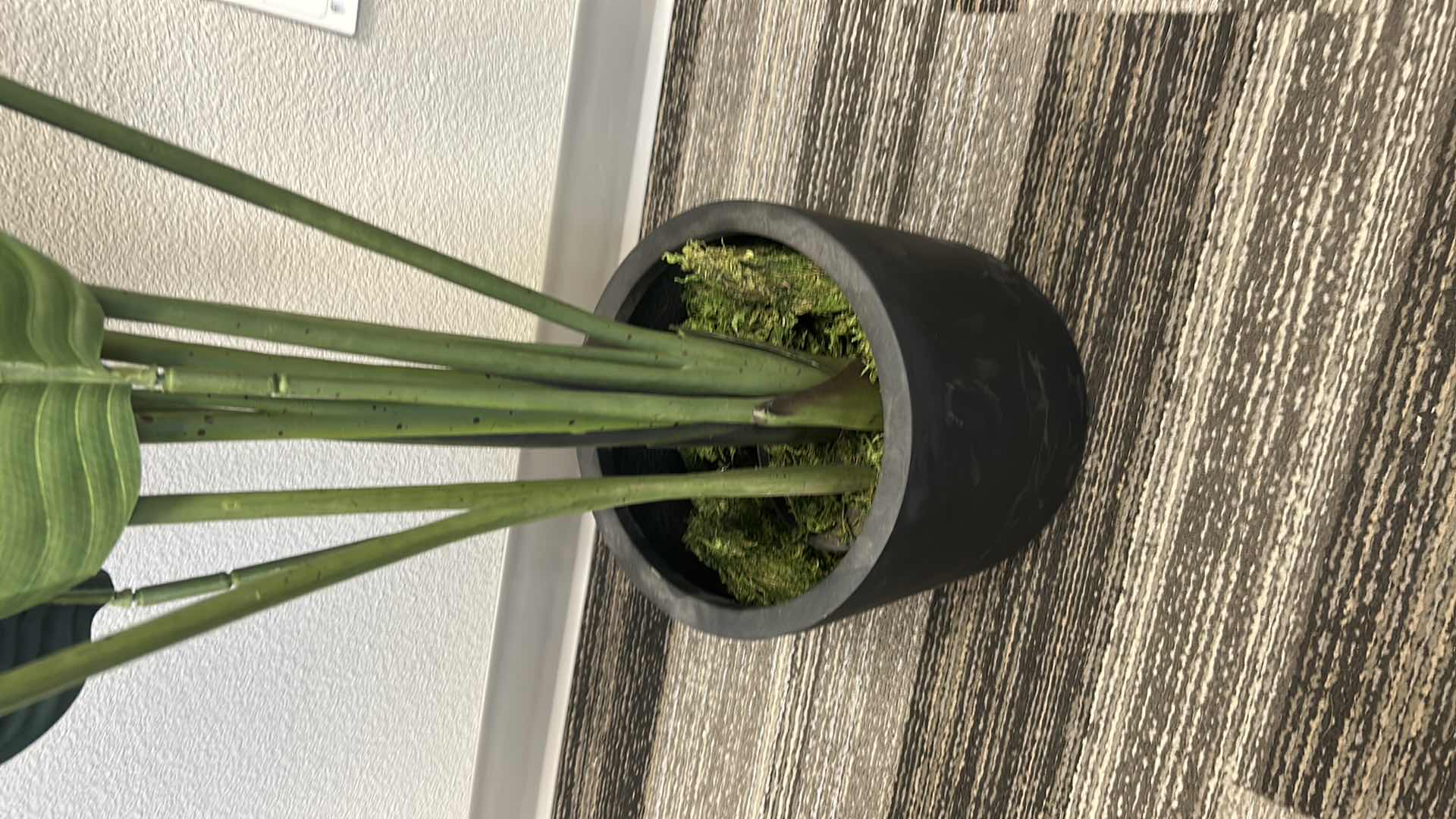 Photo 1 of 5' FAUX TRAVELERS PALM TREE IN BLACK PLASTIC CONTAINER 