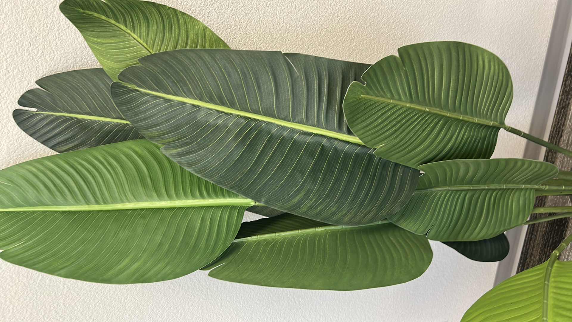 Photo 1 of 5' FAUX TRAVELERS PALM TREE IN BLACK PLASTIC CONTAINER 