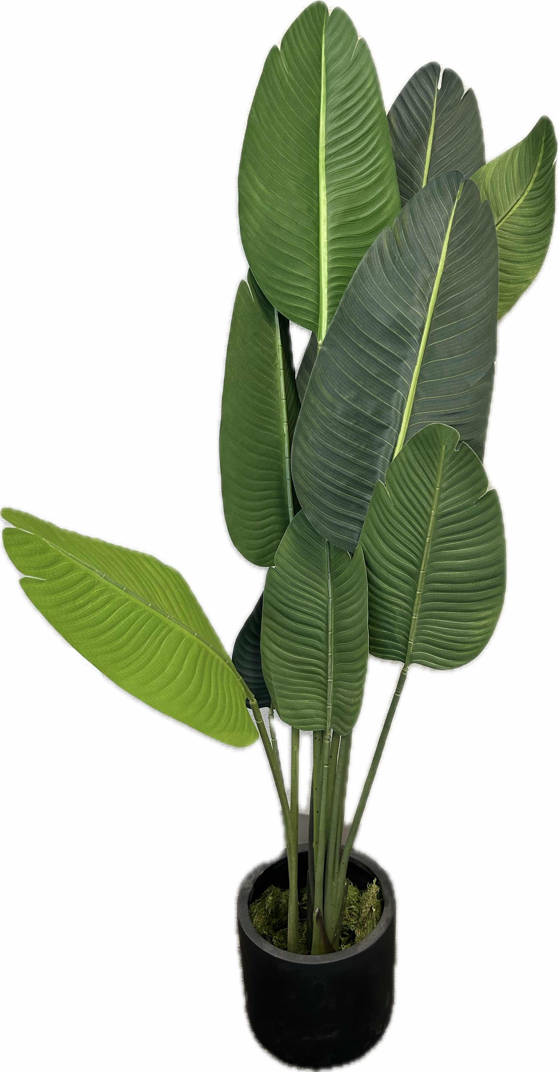 Photo 1 of 5' FAUX TRAVELERS PALM TREE IN BLACK PLASTIC CONTAINER 