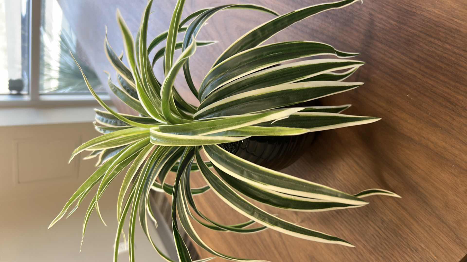 Photo 1 of 2- FAUX DECORATIVE PLANTS