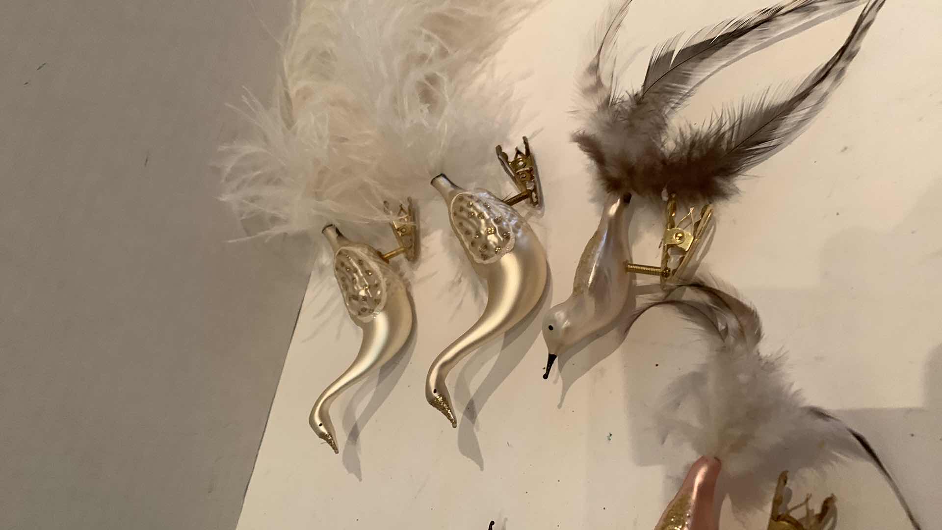 Photo 1 of BIRD CLIPONS