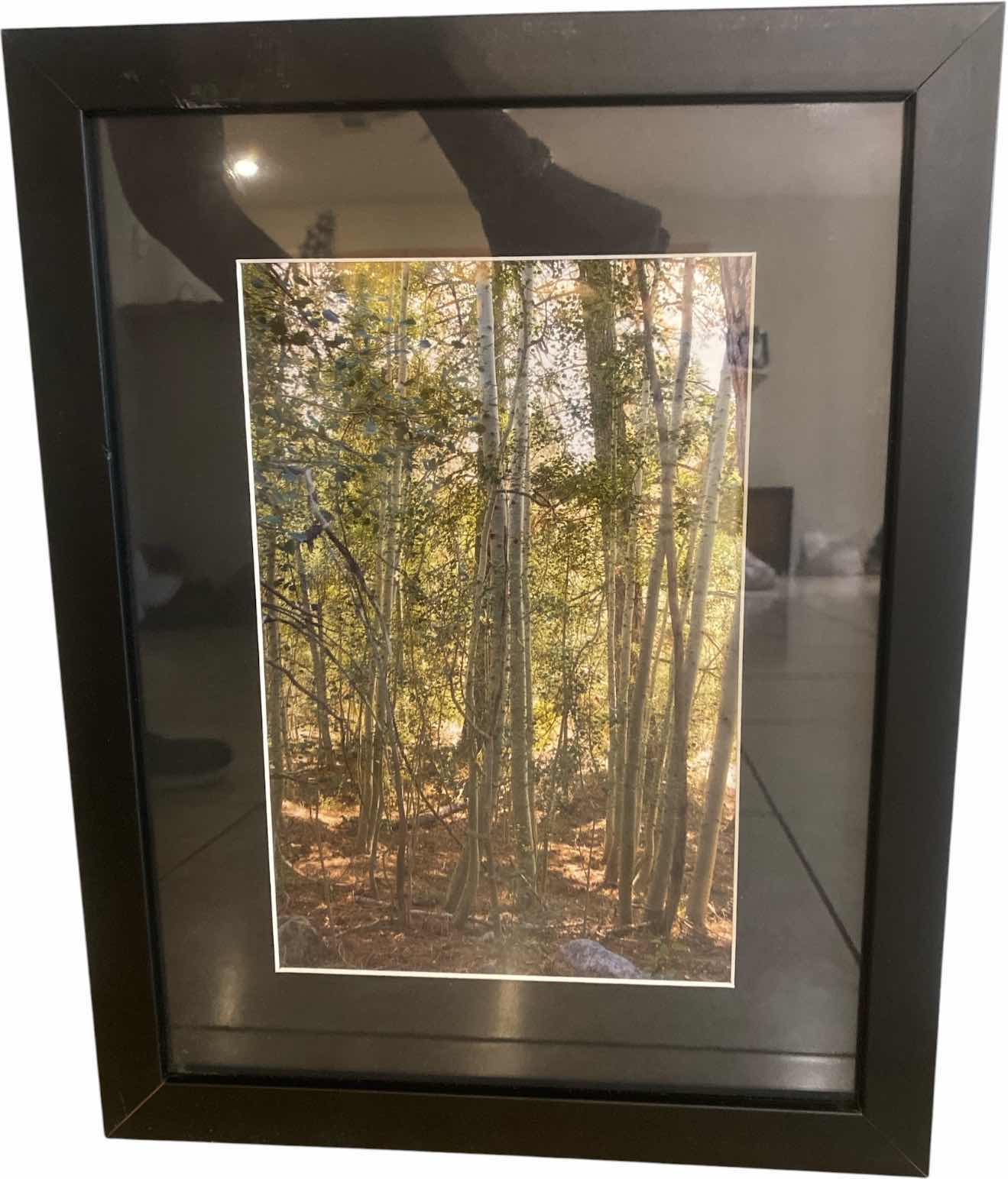 Photo 1 of FRAMED PHOTOGRAPH OF TREES SIGNED ARTWORK 14“ X 18“