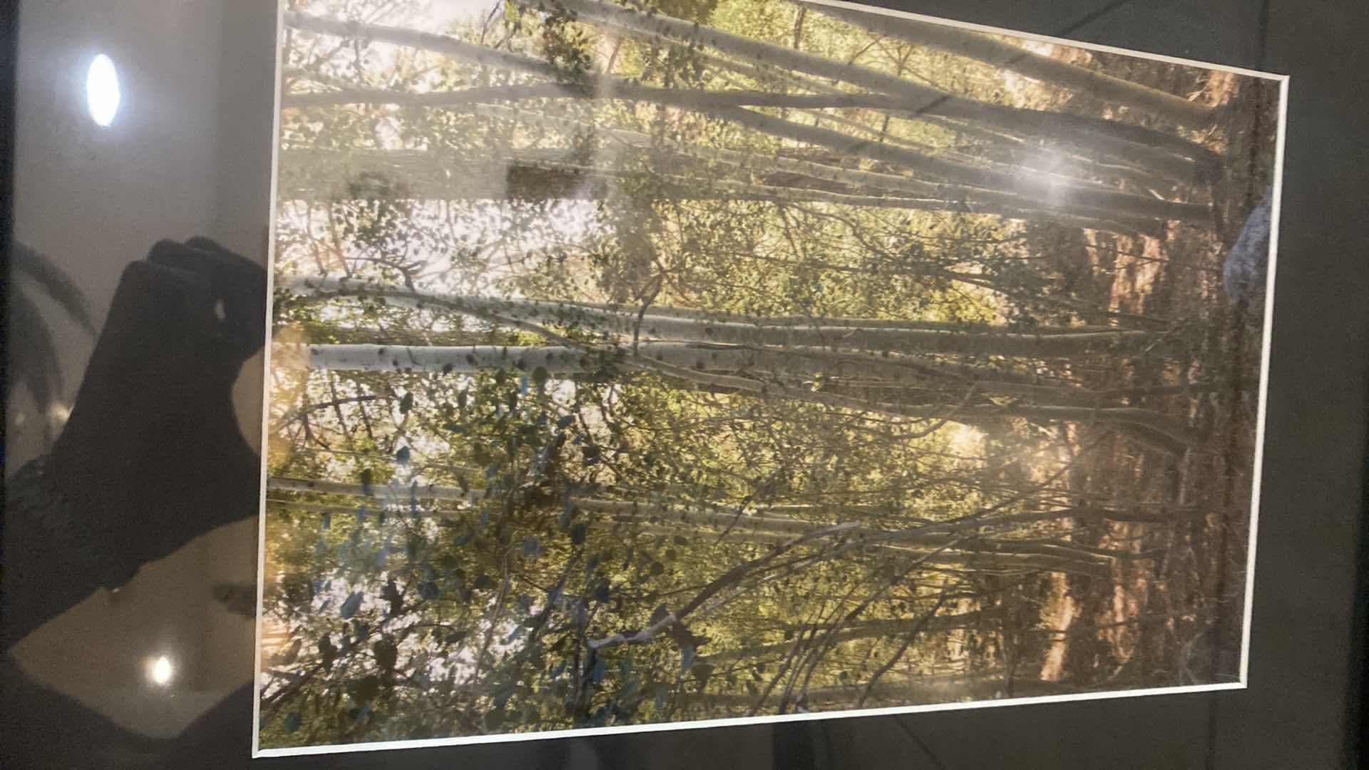 Photo 1 of FRAMED PHOTOGRAPH OF TREES SIGNED ARTWORK 14“ X 18“