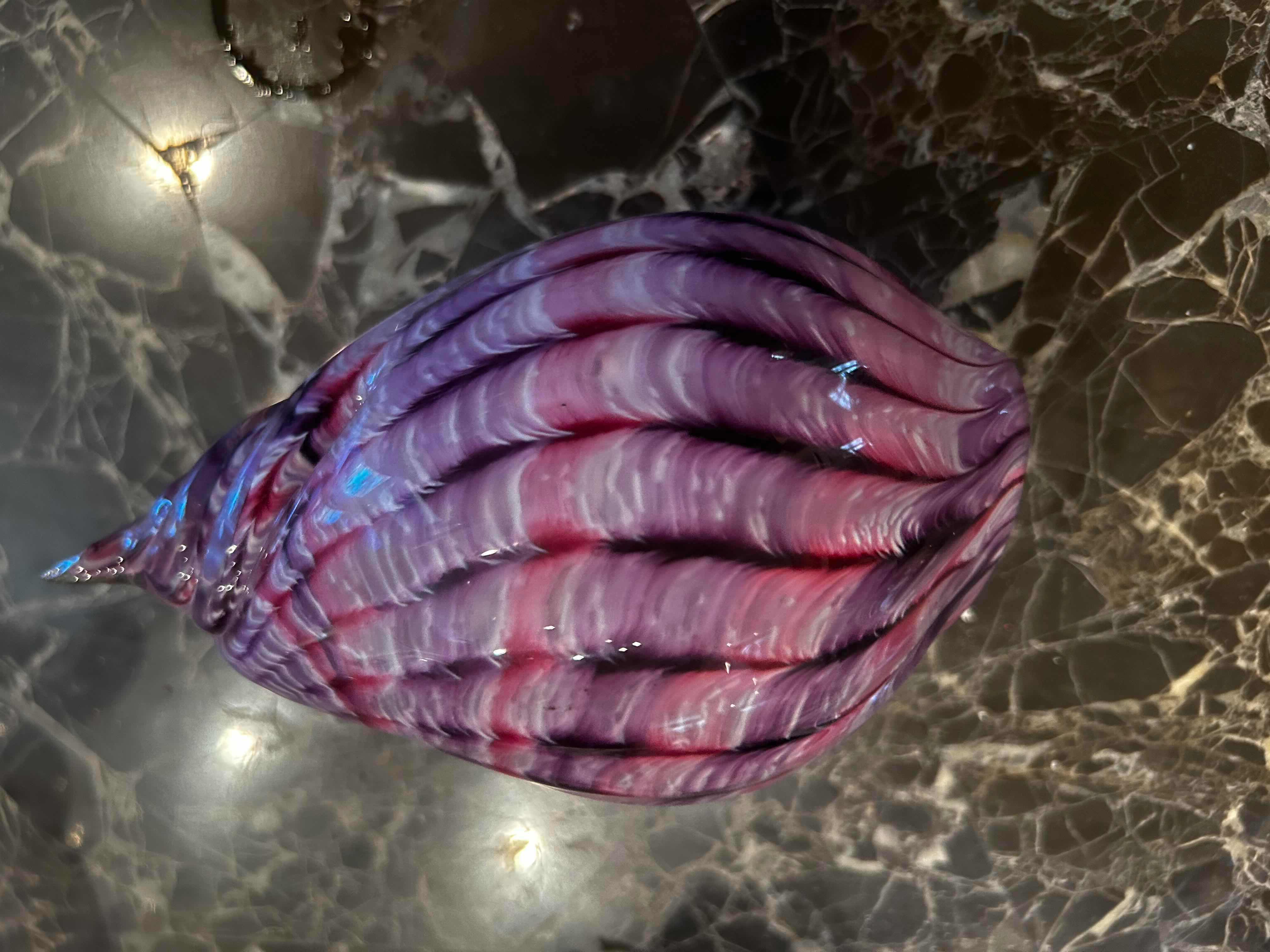 Photo 1 of 3- COLLECTABLE SHELLS