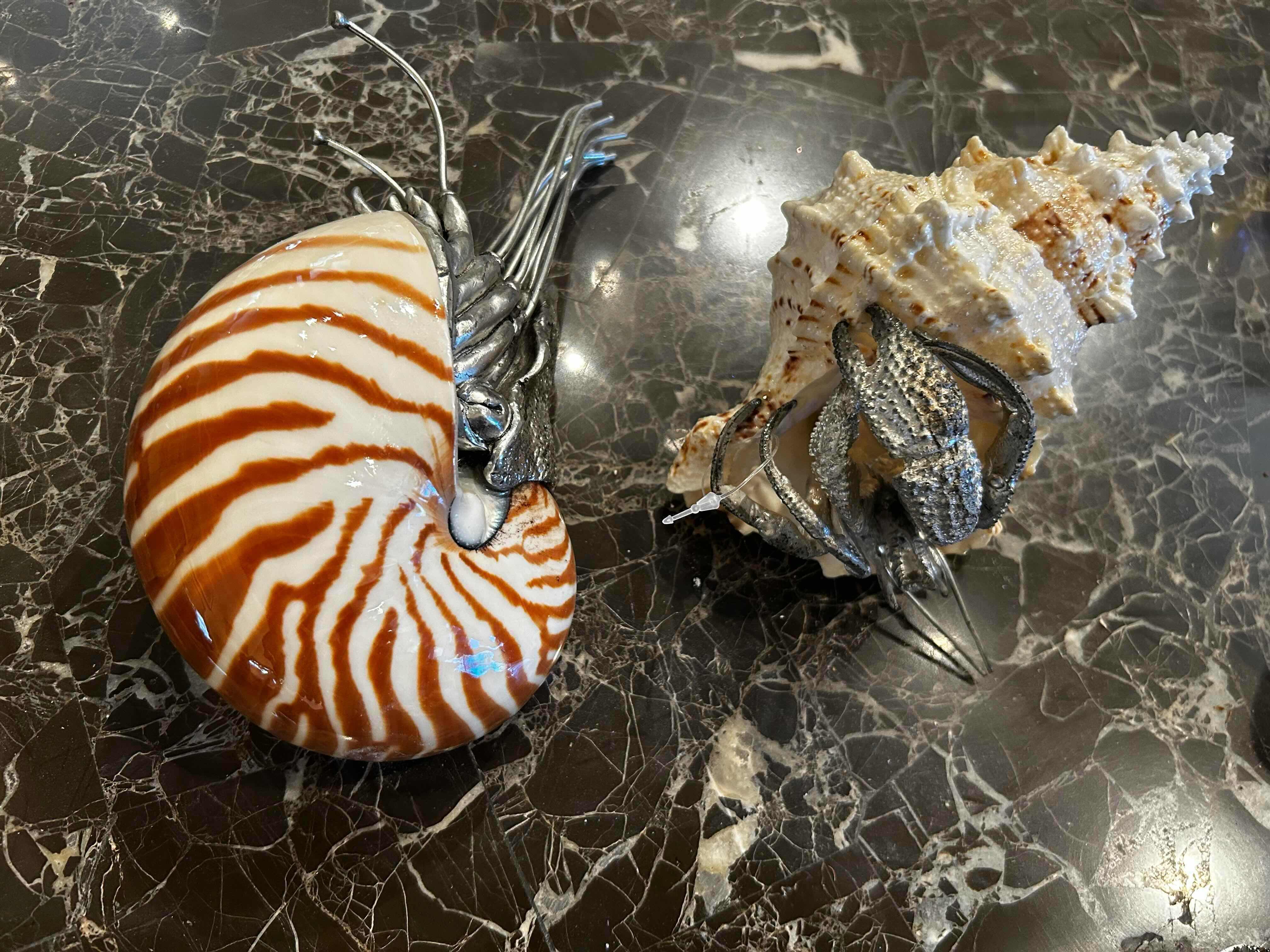 Photo 1 of 3- COLLECTABLE SHELLS
