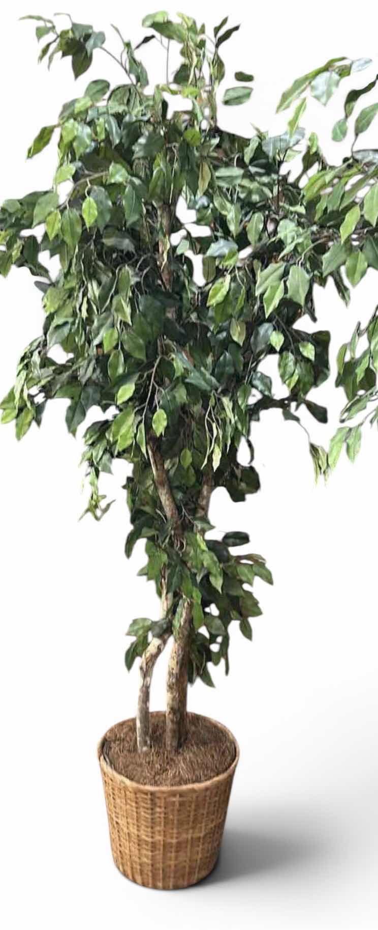 Photo 1 of ARTIFICIAL FICUS TREE 8’