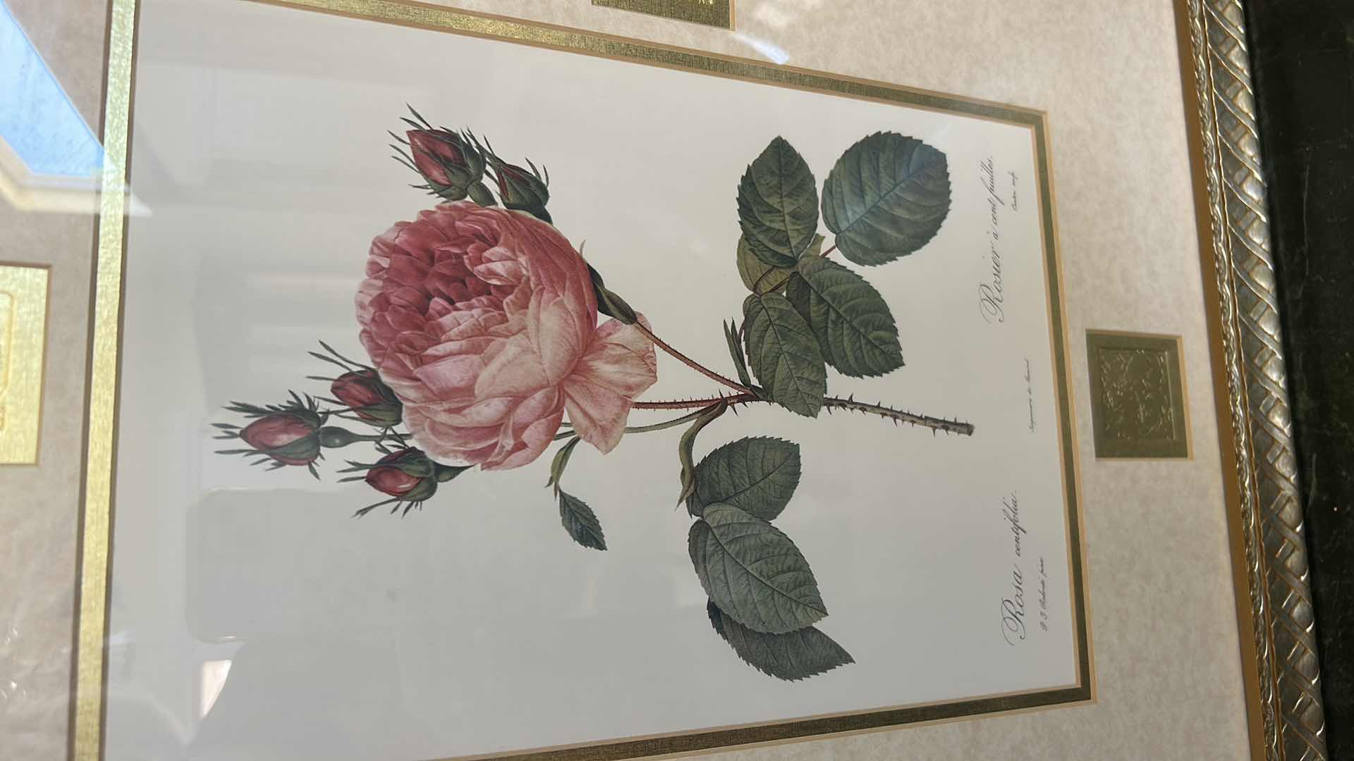 Photo 1 of FRAMED VINTAGE BOTANICAL PRINT 18th CENTURY PINK ROSE 18" X 24"