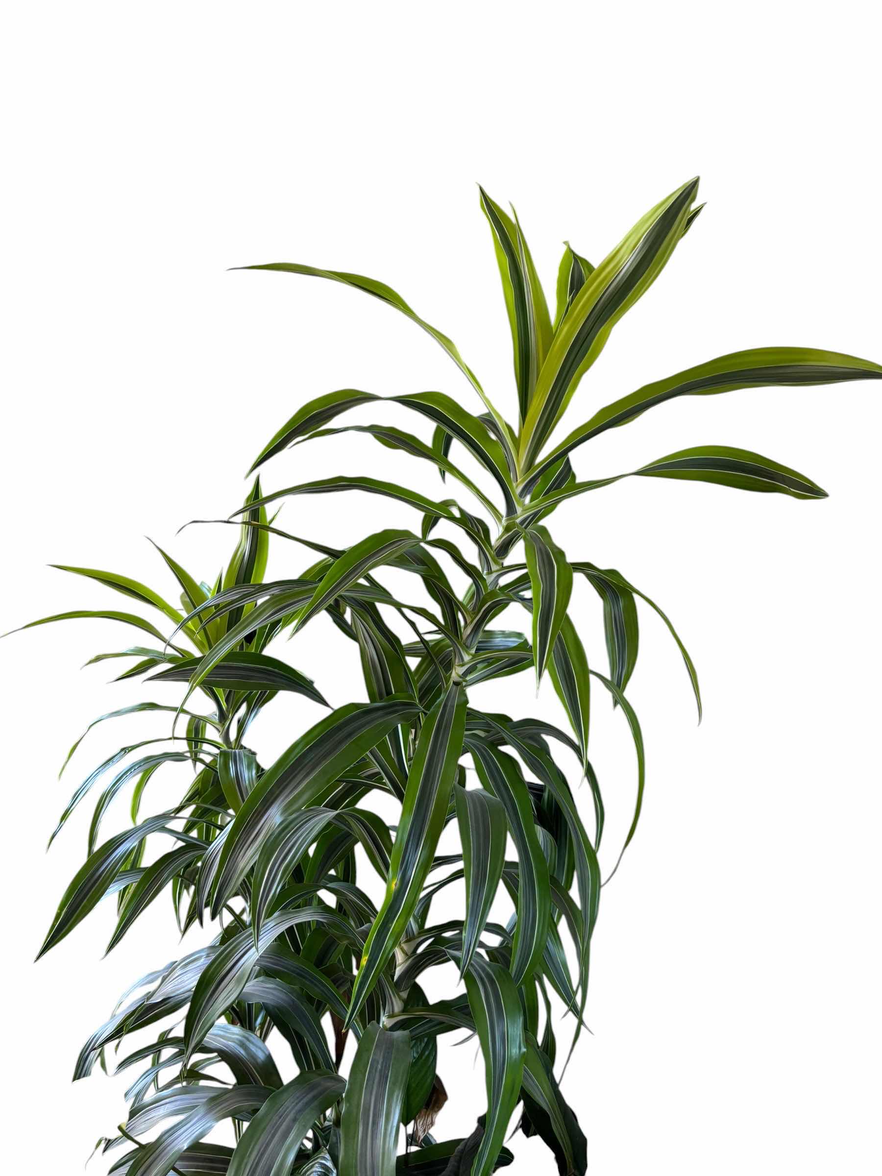 Photo 1 of DRACAENA LEMON LIME INDOOR PLANT H69”